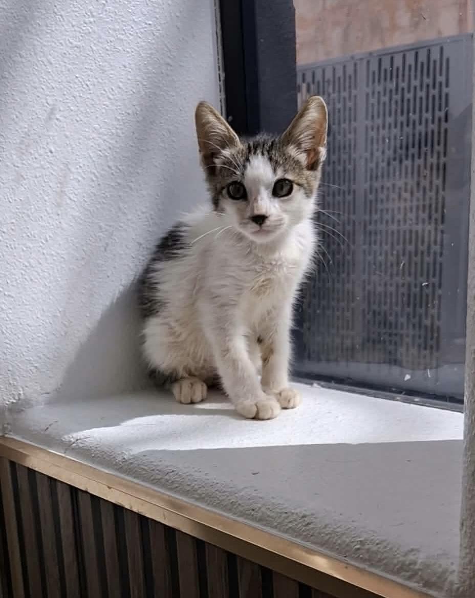Blackey, ADOPTABLE, Kitten • Male, American Bobtail.