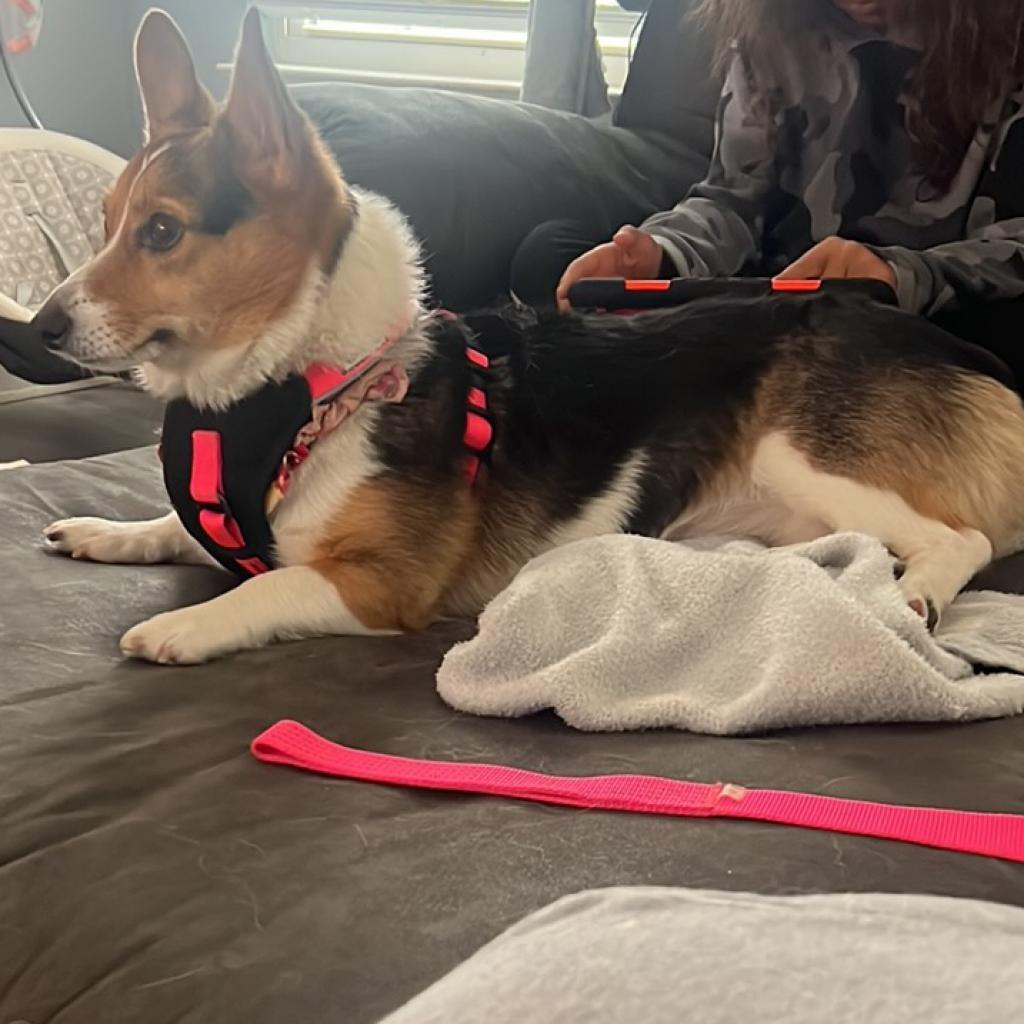 Enlarge Kiah, a Adoptable Corgi in Franklin, OH image 1/2