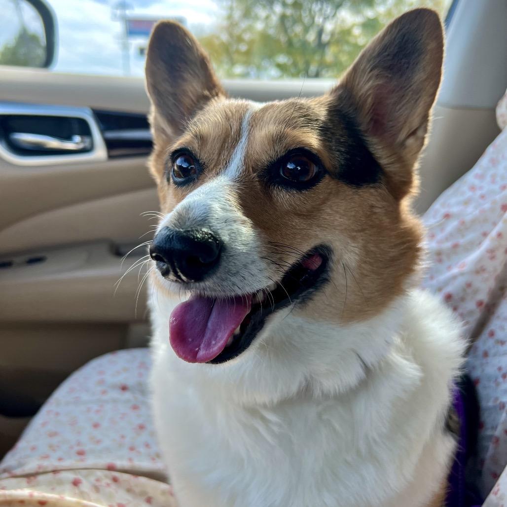 Enlarge Kiah, a Adoptable Corgi in Franklin, OH image 2/2