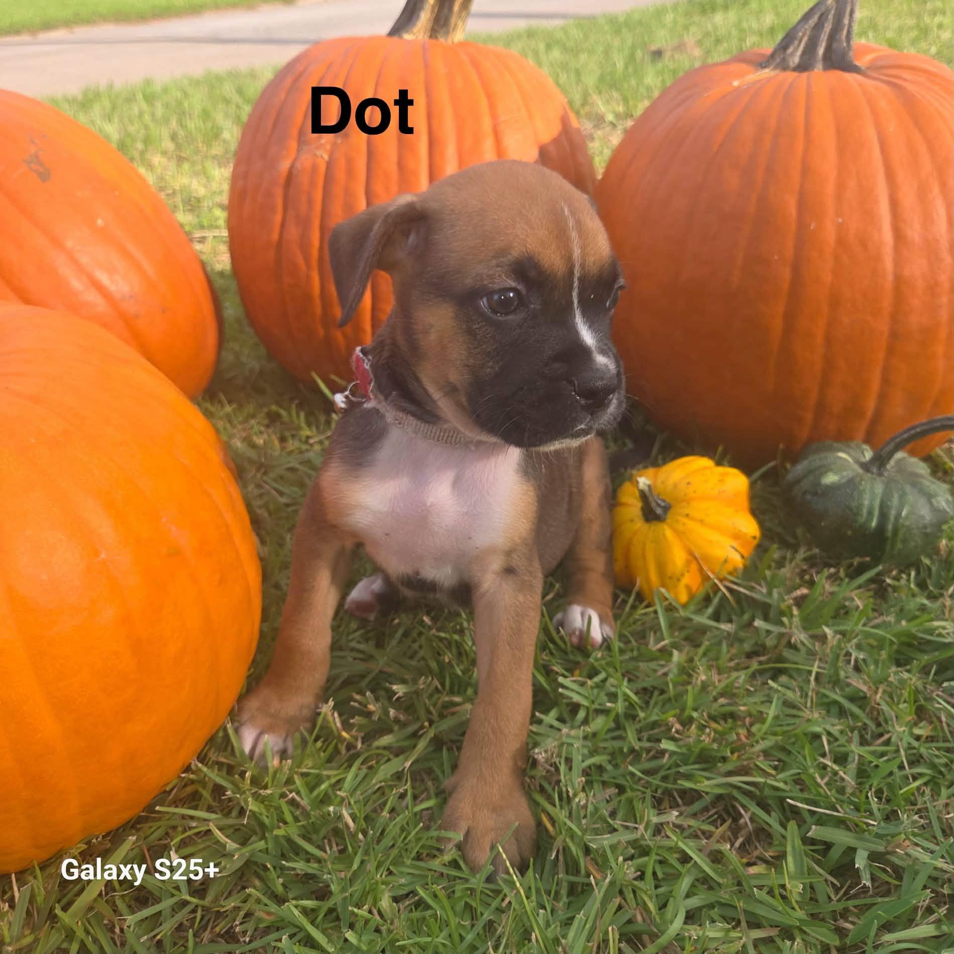 Dot, Adopted, Puppy Female Boxer.