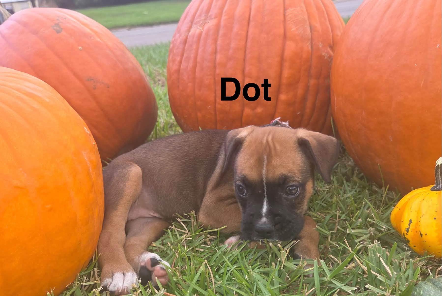 Enlarge Dot, a Adopted mixed breed in Navarre, FL image 2/2