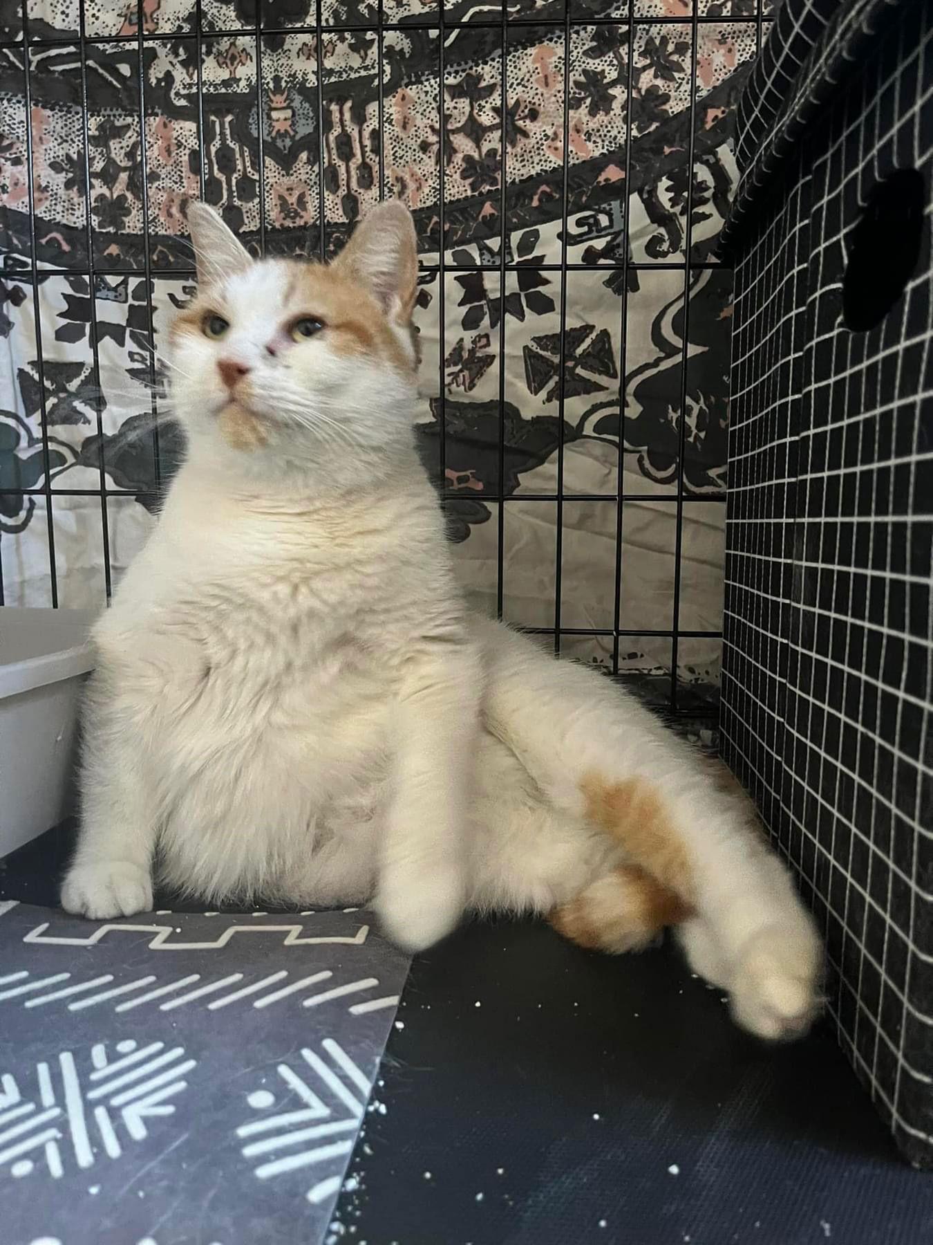 Shayda, a Adoptable Domestic Short Hair in Spring City, PA image 1/3