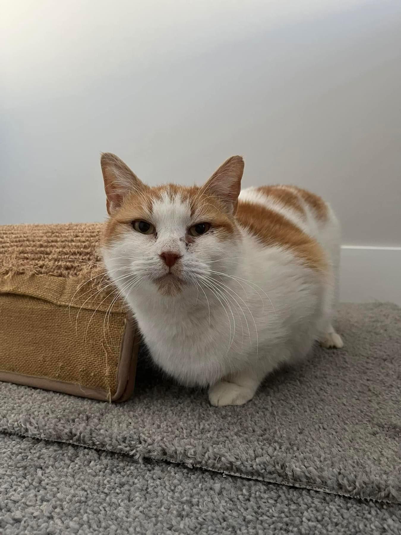 Shayda, a Adoptable Domestic Short Hair in Spring City, PA image 2/3