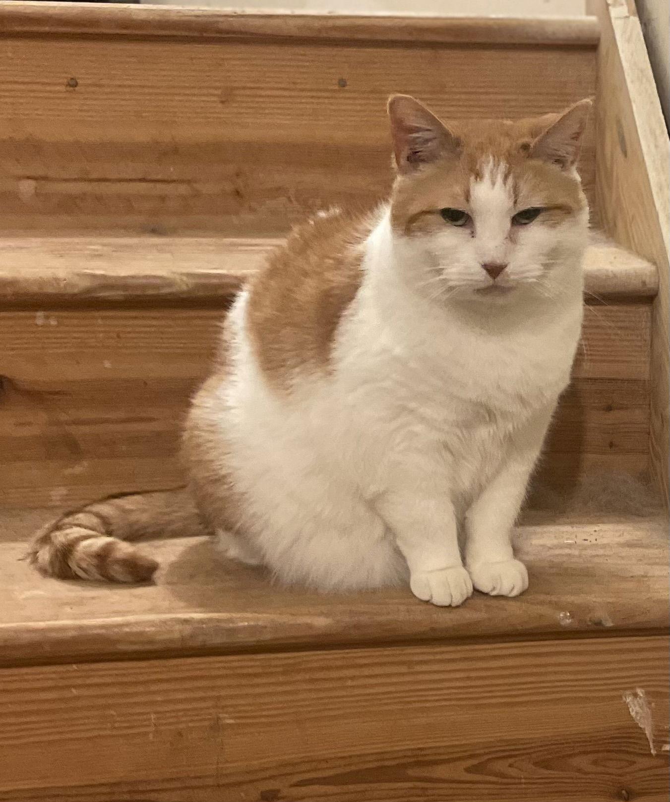 Shayda, a Adoptable Domestic Short Hair in Spring City, PA image 3/3