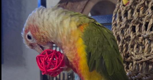 Enlarge Athena, a Adoptable Conure in Pittsburgh, PA image 1/1
