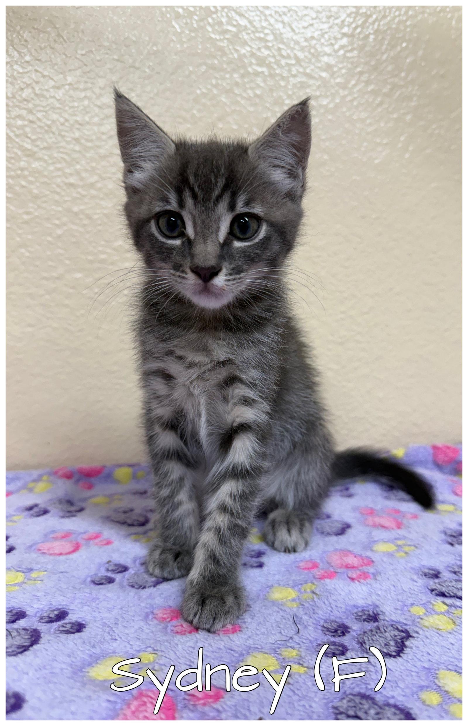 Sydney, Adoptable, Kitten Female Tabby.