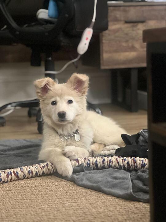 Enlarge Nanuq, a ADOPTABLE mixed breed in Toronto, ON image 6/6