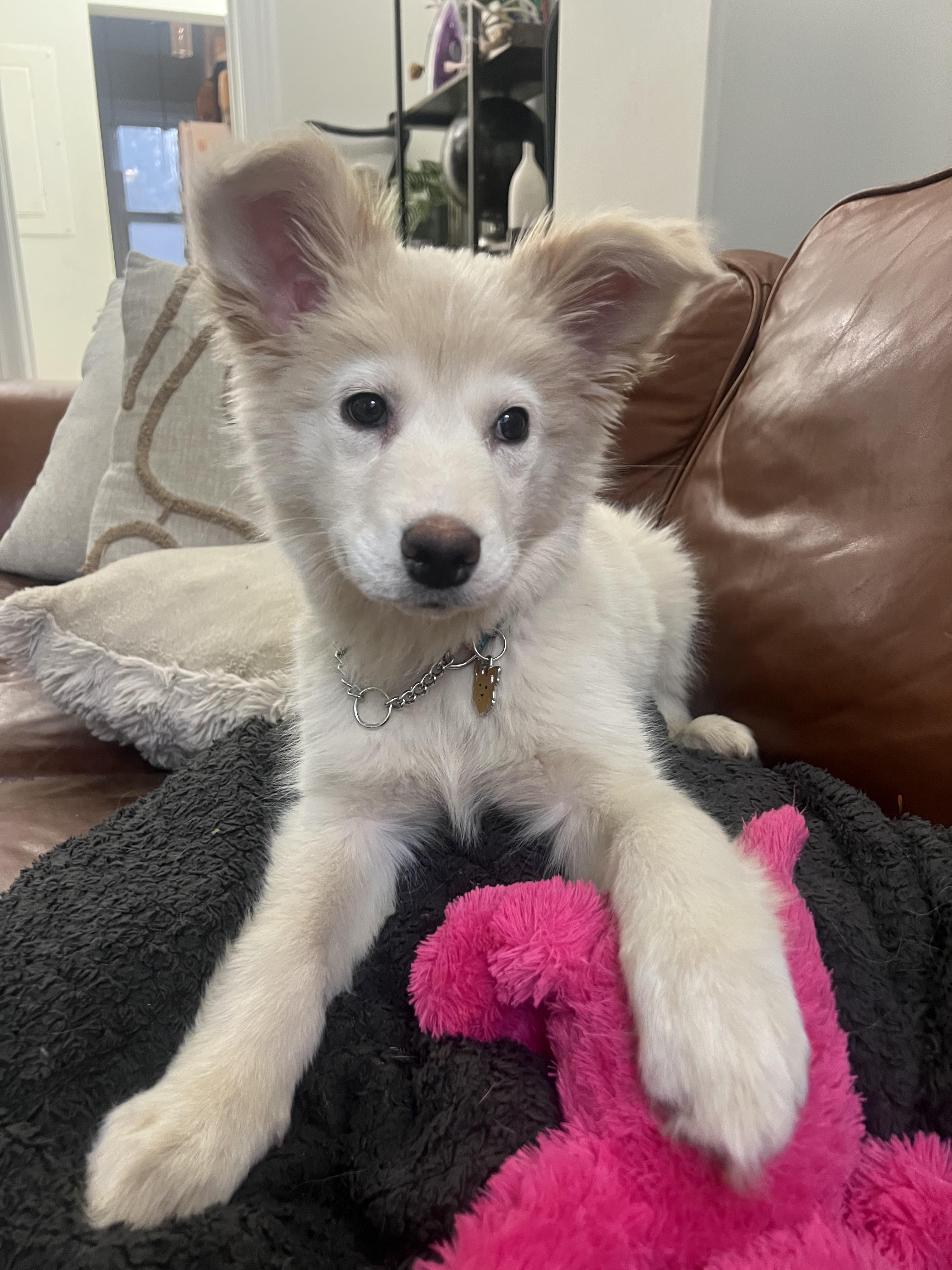 Enlarge Nanuq, a ADOPTABLE mixed breed in Toronto, ON image 4/6