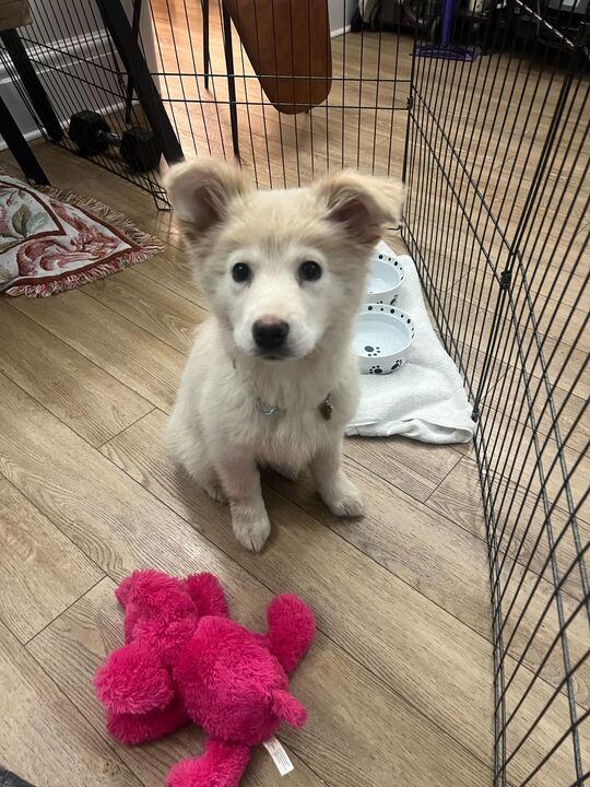 Enlarge Nanuq, a ADOPTABLE mixed breed in Toronto, ON image 5/6