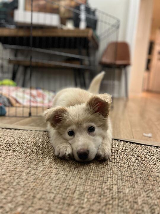 Enlarge Nanuq, a ADOPTABLE mixed breed in Toronto, ON image 2/6