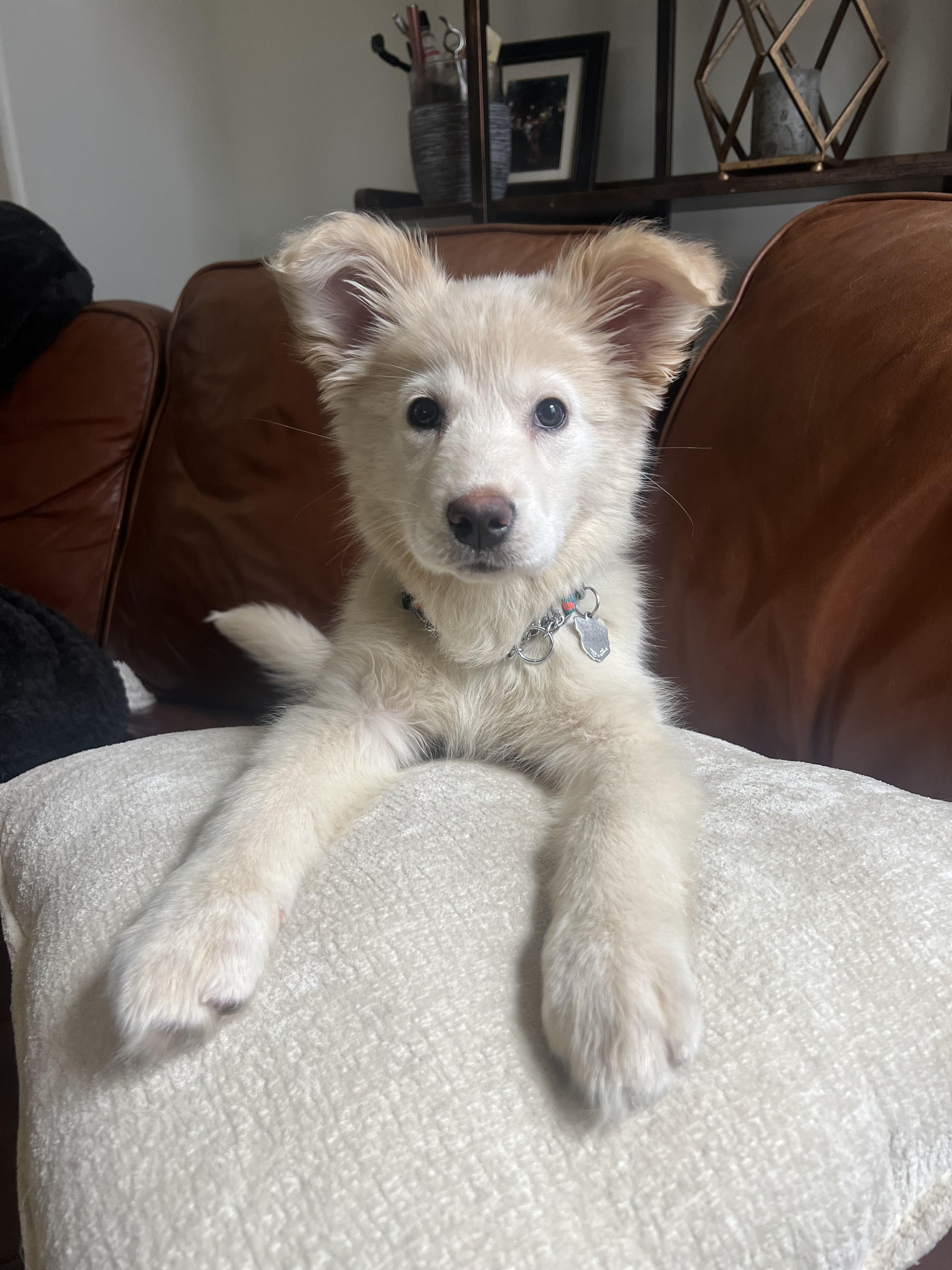 Enlarge Nanuq, a ADOPTABLE mixed breed in Toronto, ON image 1/6