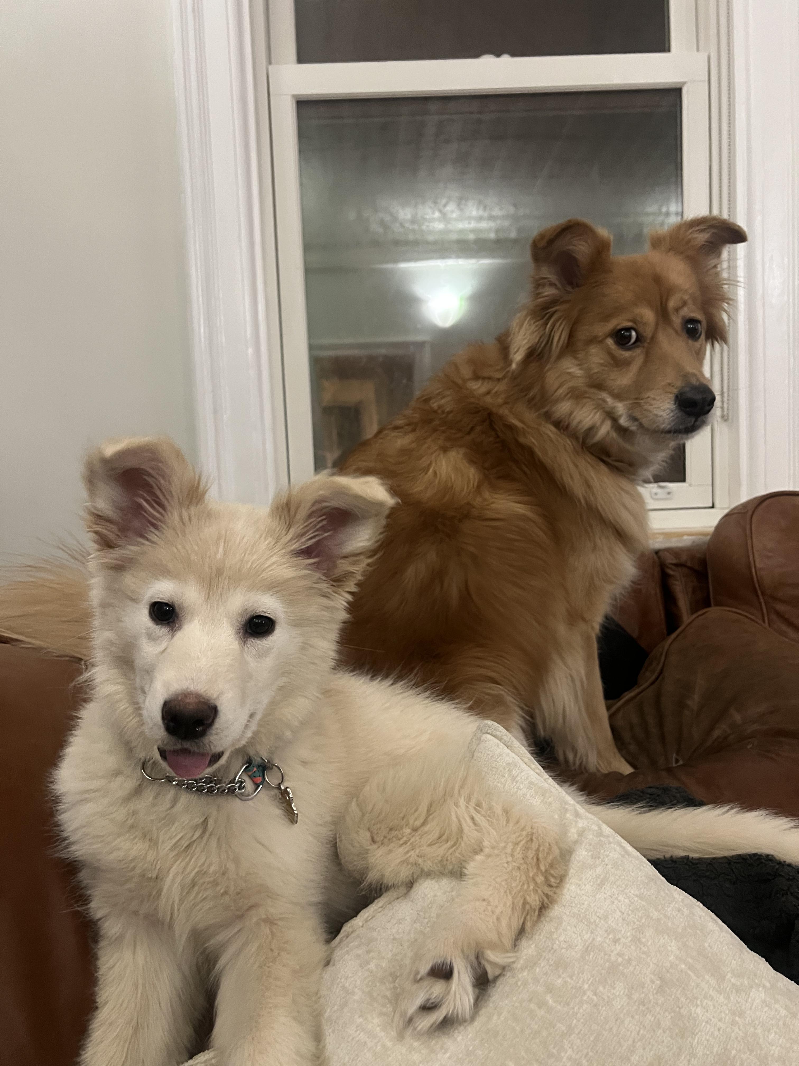 Enlarge Nanuq, a ADOPTABLE mixed breed in Toronto, ON image 3/6