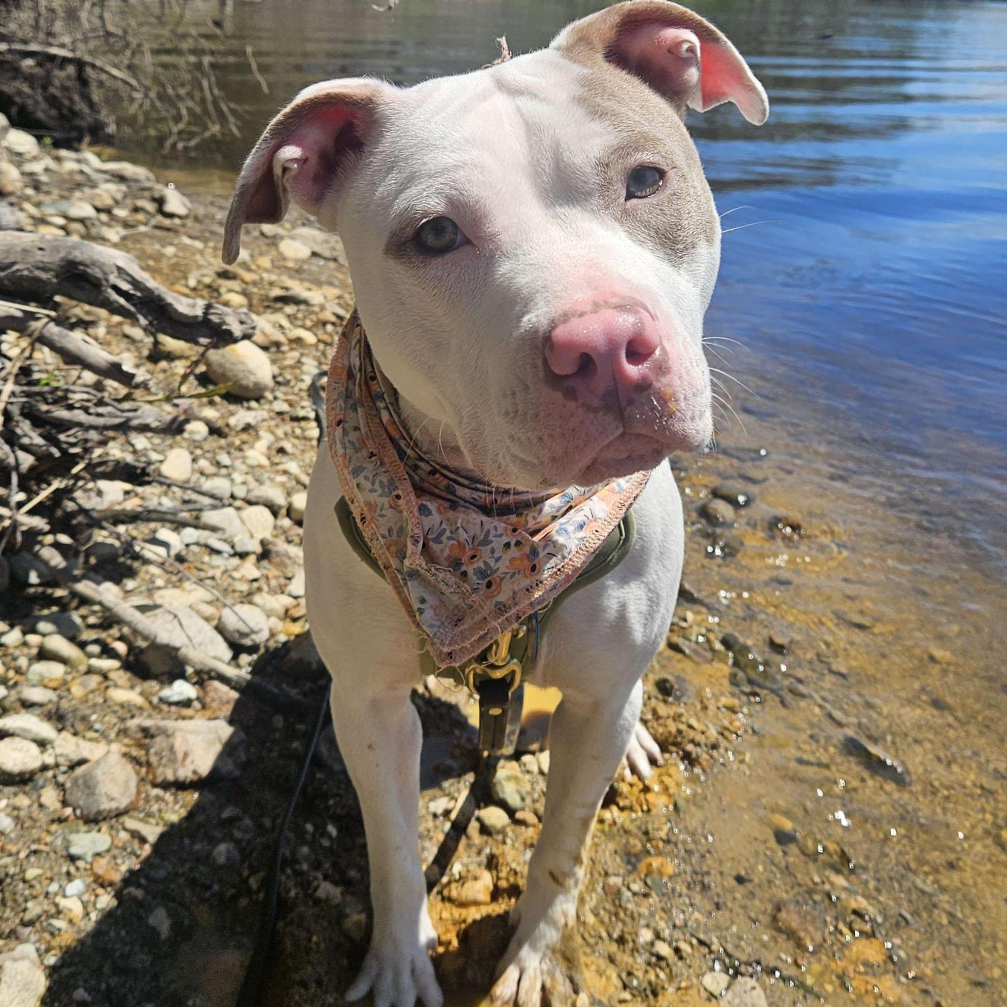 Enlarge Biscotti- adoption pending, a Adoptable mixed breed in Medfield, MA image 2/6