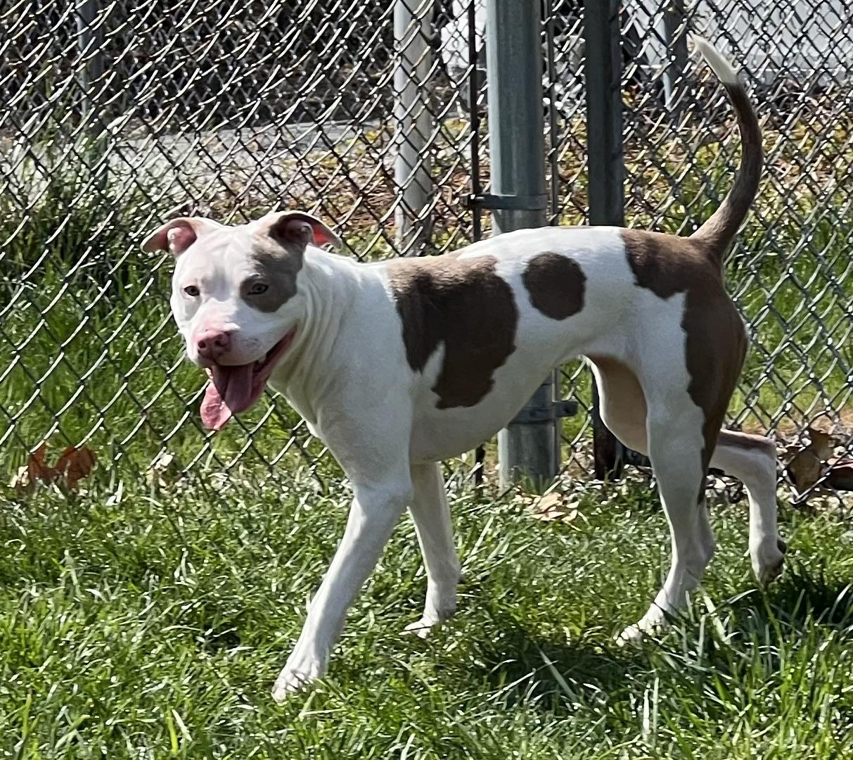 Enlarge Biscotti, a Adoptable mixed breed in Medfield, MA image 2/6