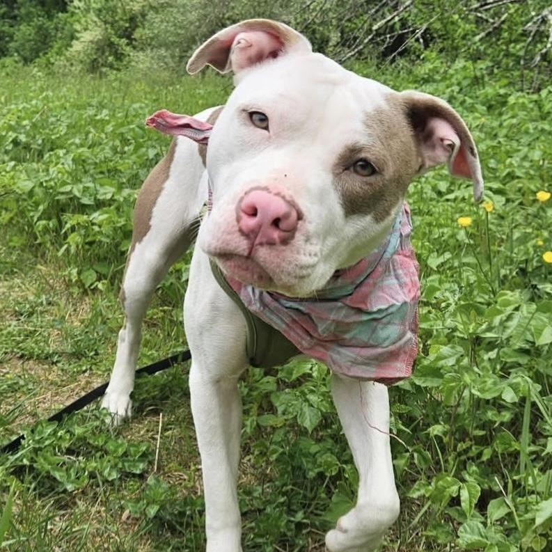 Enlarge Biscotti- adoption pending, a Adoptable mixed breed in Medfield, MA image 4/6