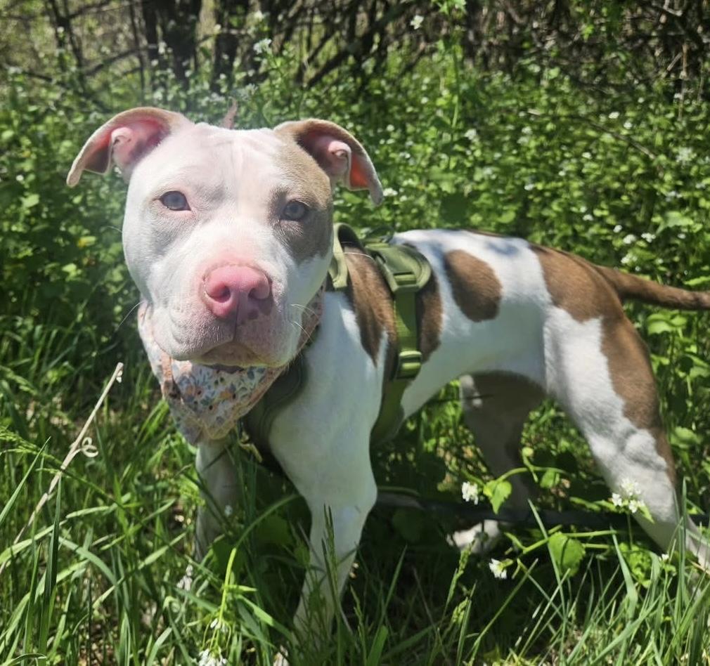 Enlarge Biscotti- adoption pending, a Adoptable mixed breed in Medfield, MA image 3/6