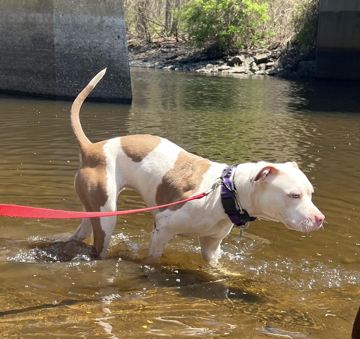 Enlarge Biscotti, a Adoptable mixed breed in Medfield, MA image 1/6