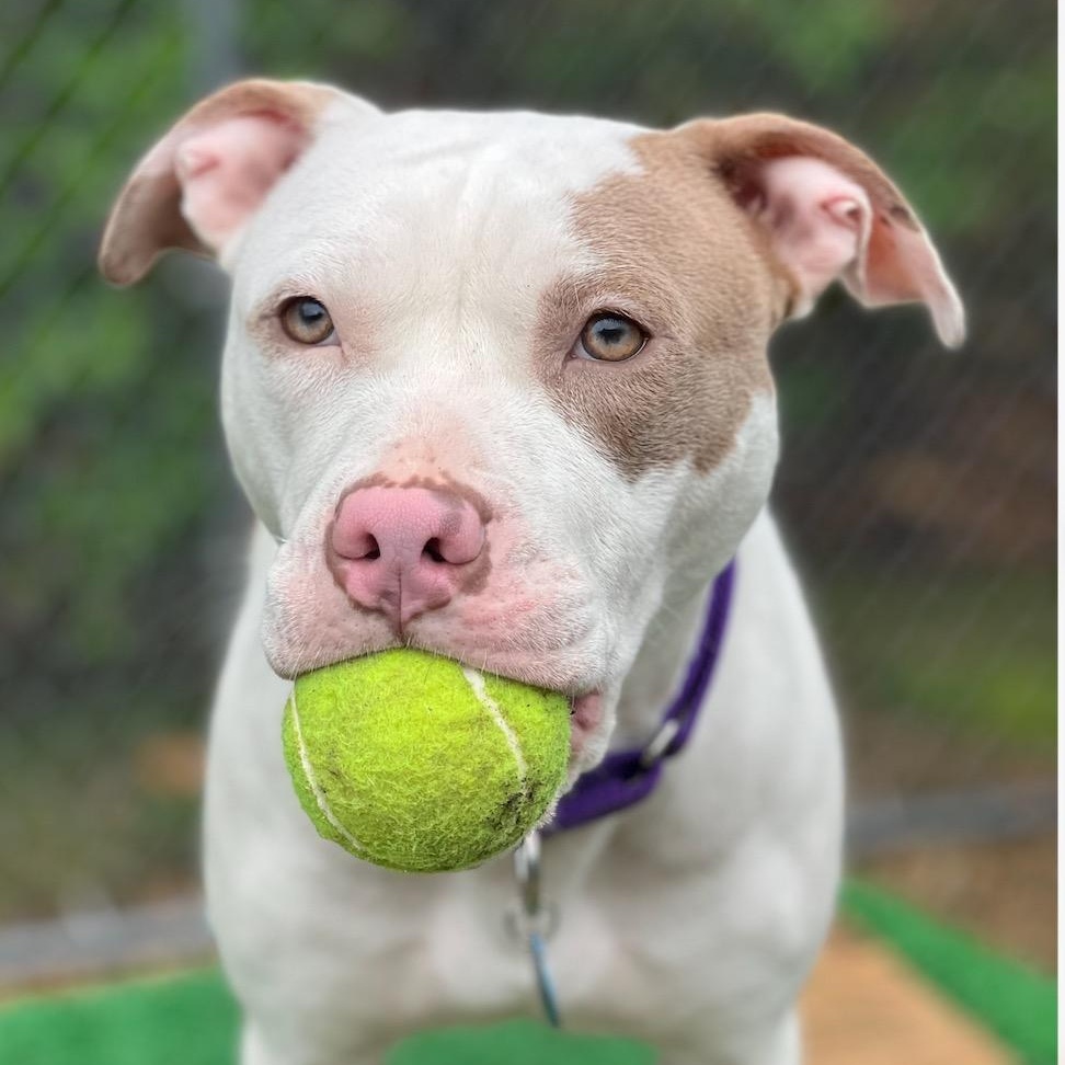 Biscotti- adoption pending, Adoptable, Young Female Pit Bull Terrier.