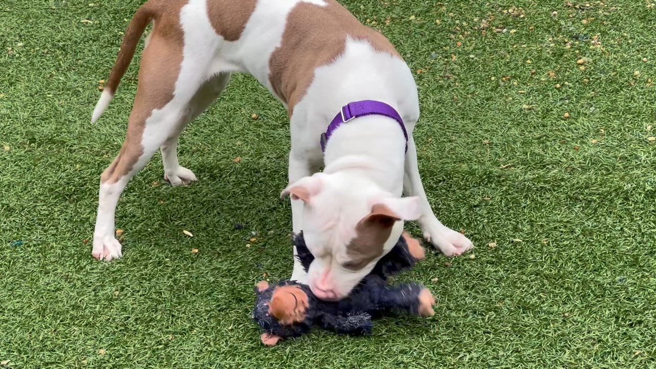 Enlarge Biscotti- adoption pending, a Adoptable mixed breed in Medfield, MA video 6/6