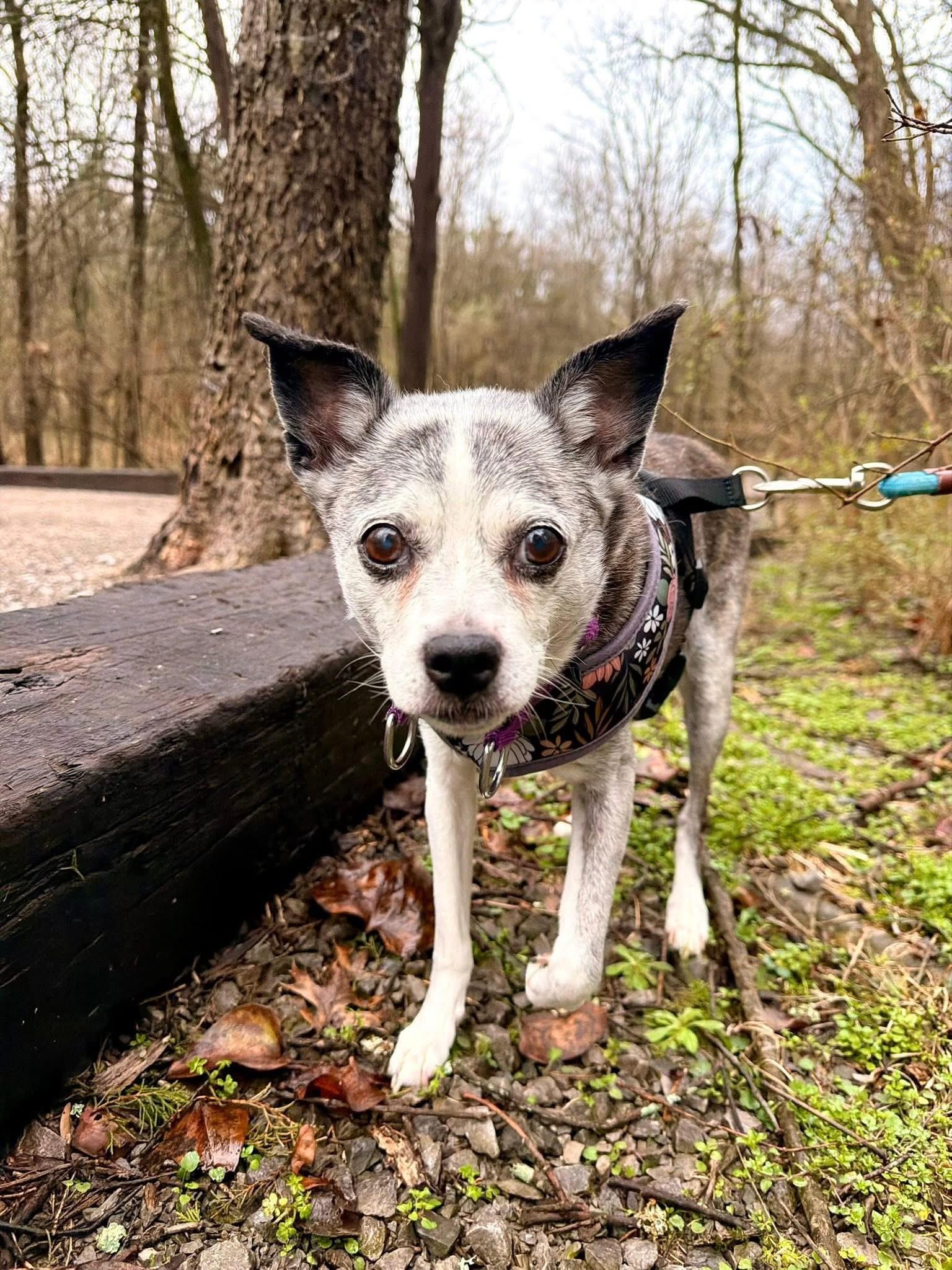 Winnie, an adopted Mixed Breed in Mount Juliet, TN image 1/3