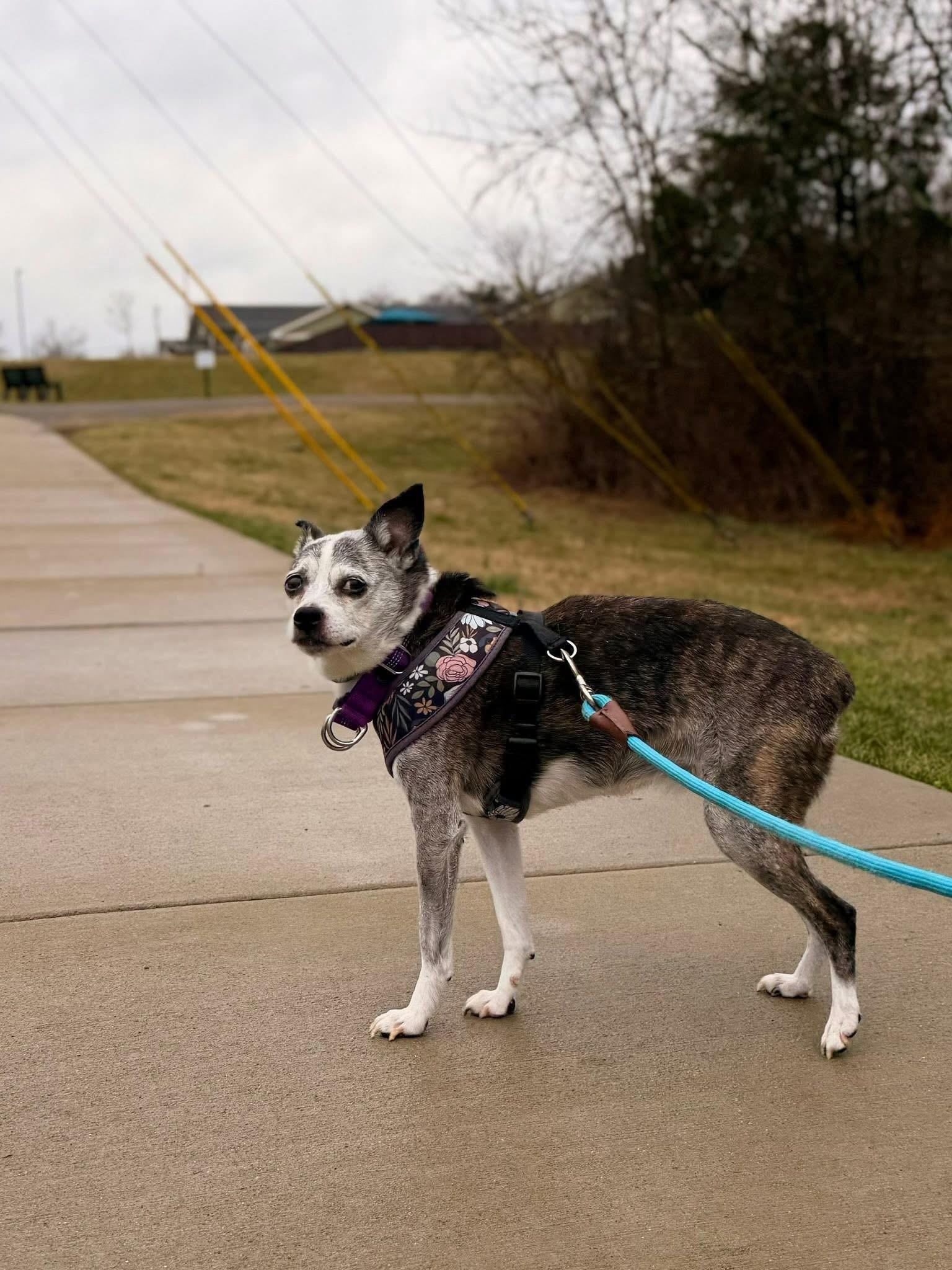 Winnie, an adopted Mixed Breed in Mount Juliet, TN image 2/3