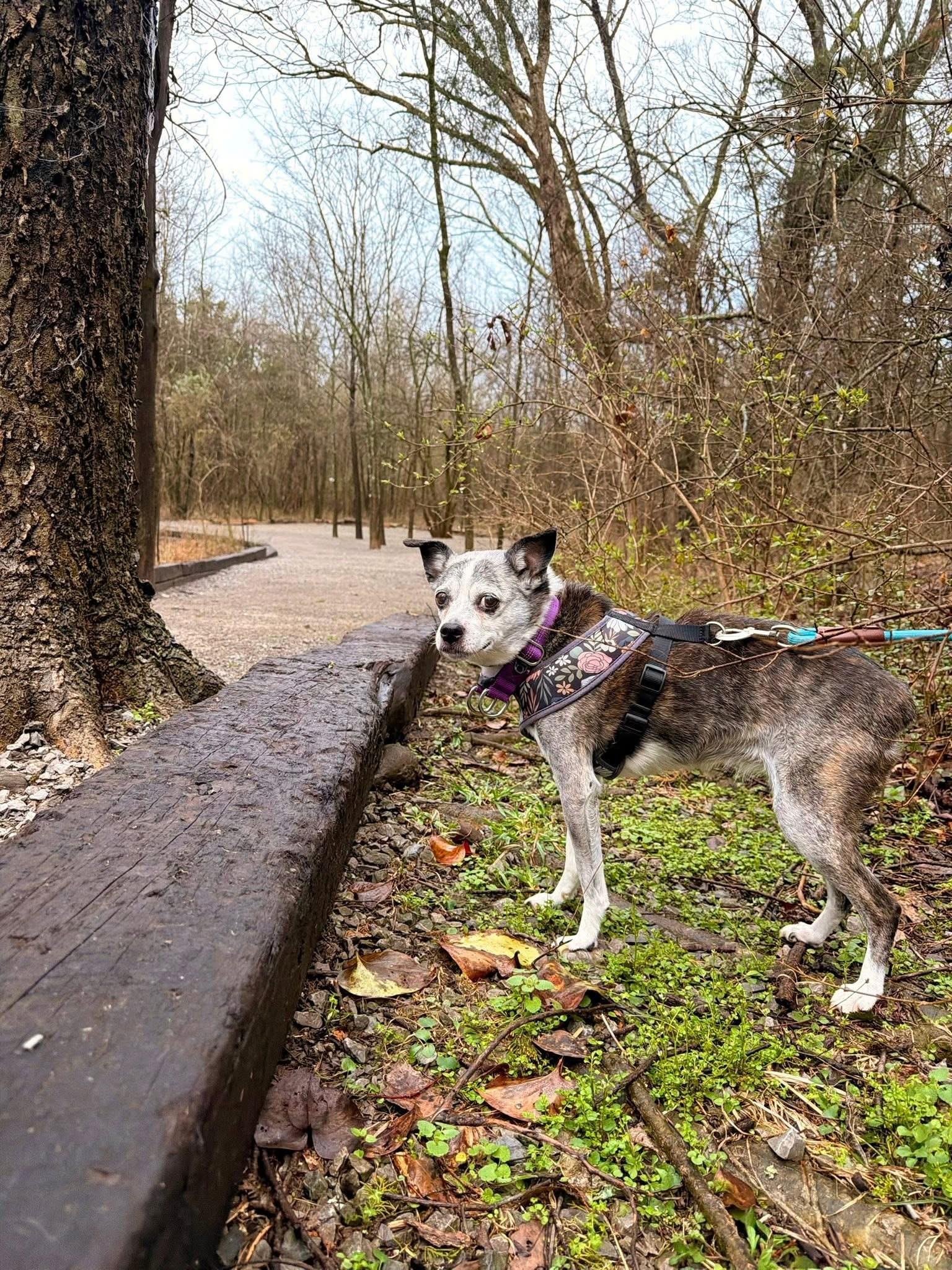 Winnie, an adopted Mixed Breed in Mount Juliet, TN image 3/3