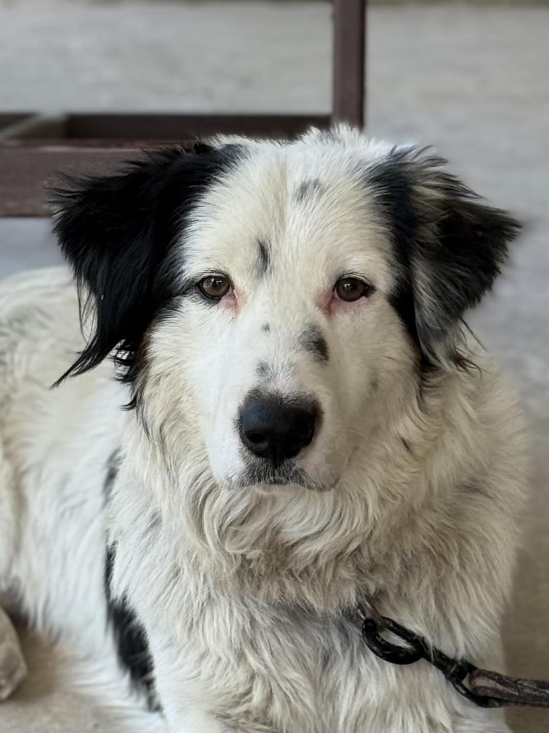 Enlarge Creed, a ADOPTABLE Australian Shepherd in Baker, LA image 6/6