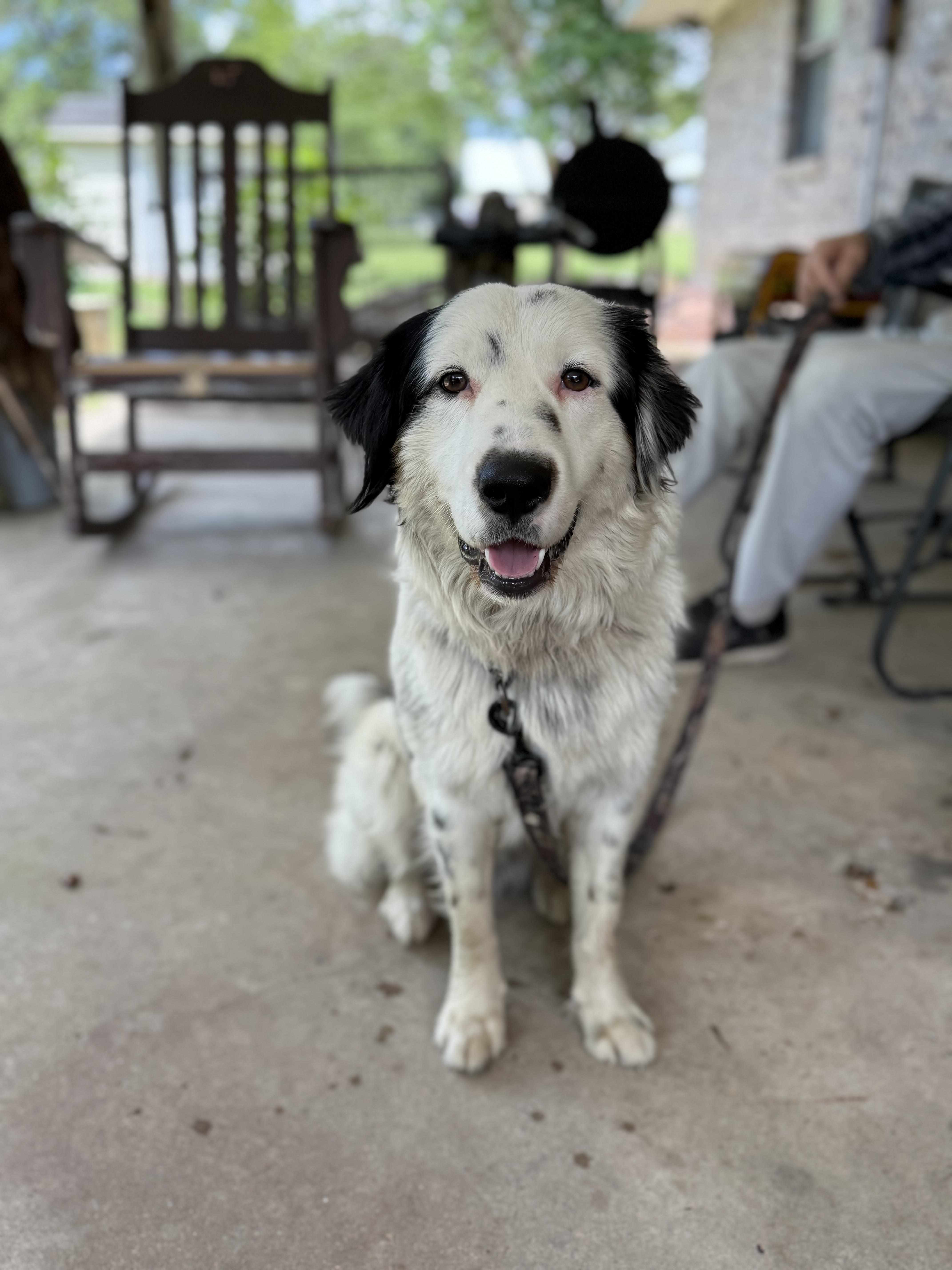 Creed, ADOPTABLE, Adult Male Australian Shepherd.