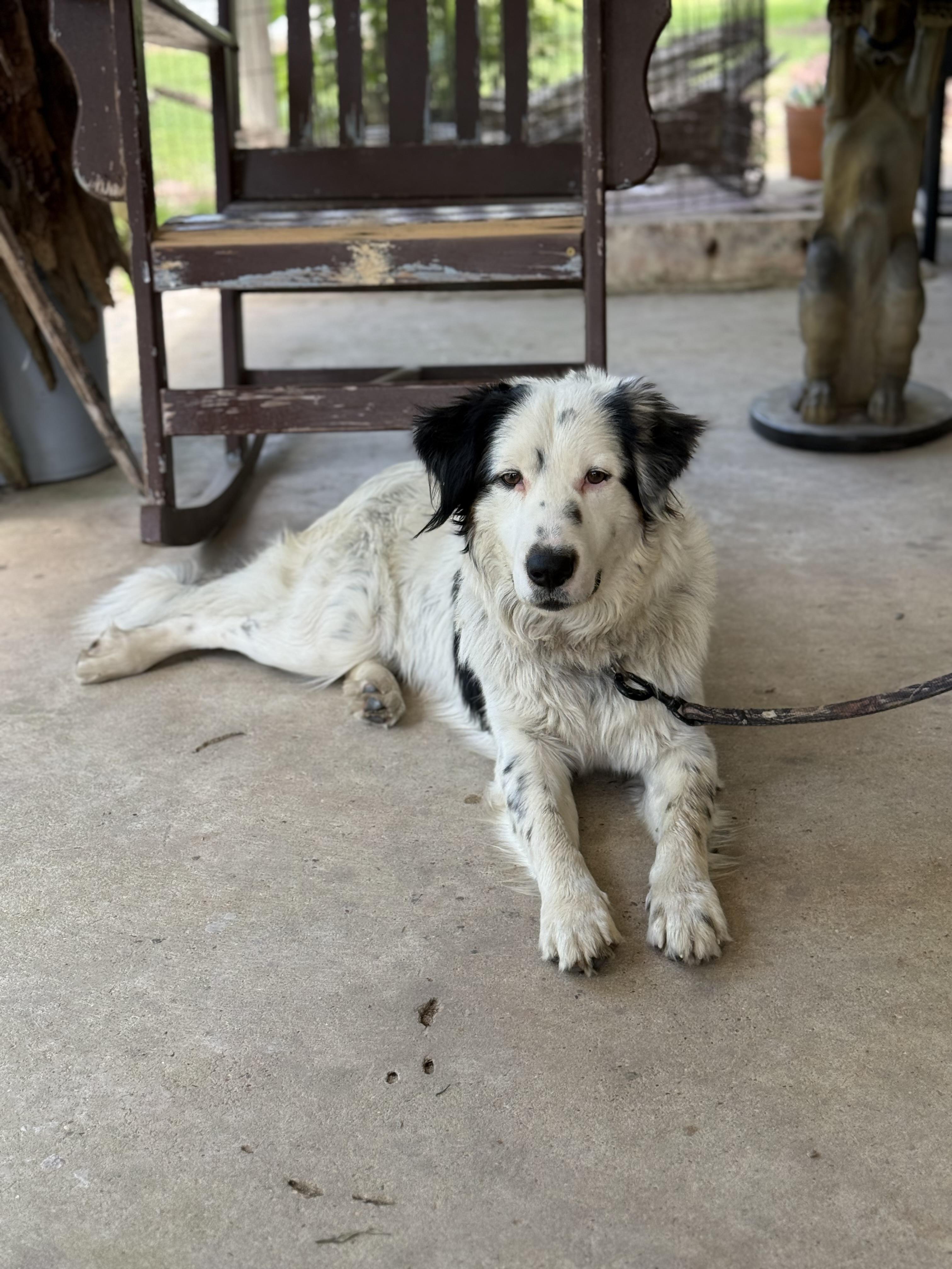 Enlarge Creed, a ADOPTABLE Australian Shepherd in Baker, LA image 3/6