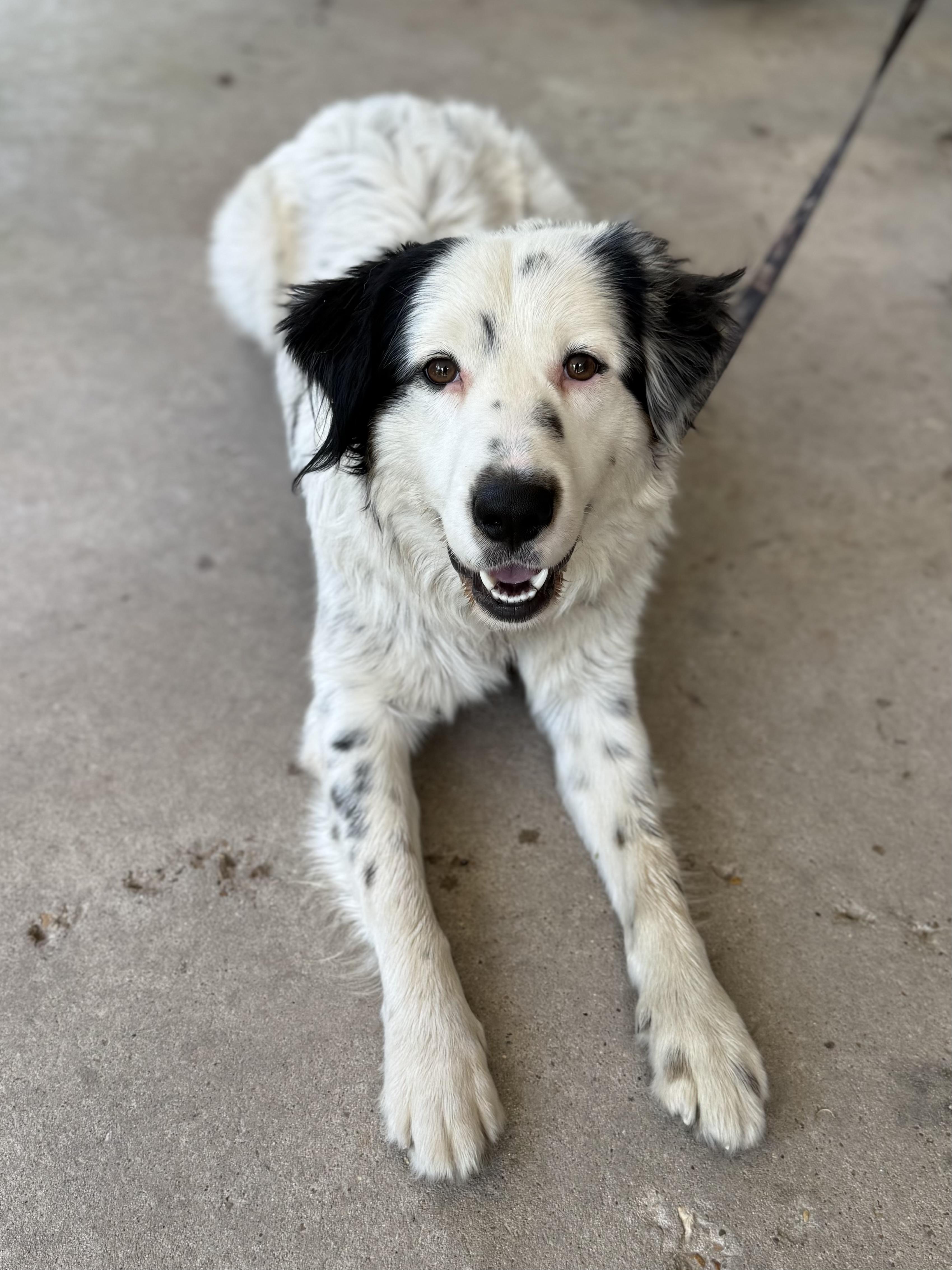 Enlarge Creed, a ADOPTABLE Australian Shepherd in Baker, LA image 5/6
