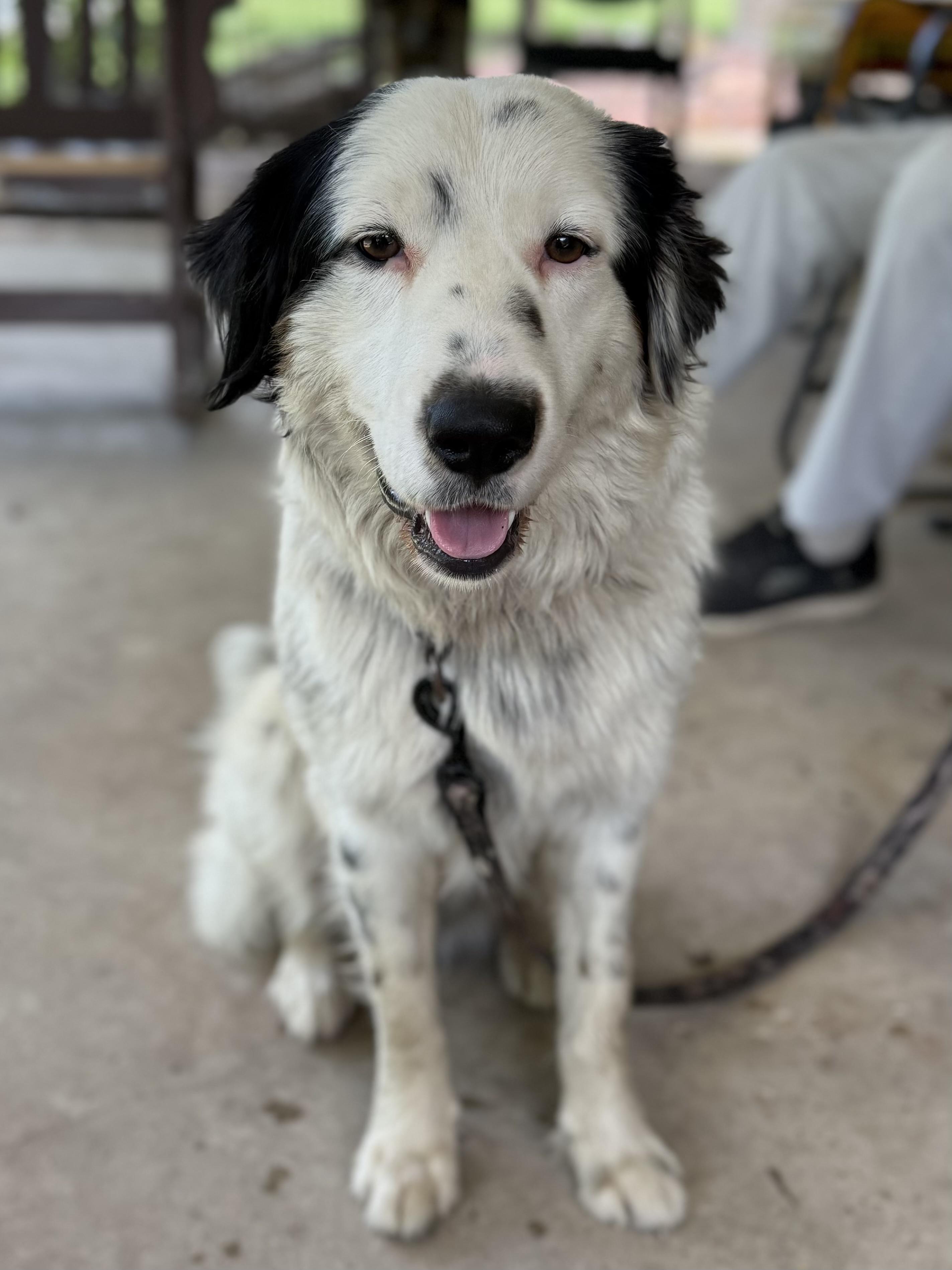 Enlarge Creed, a ADOPTABLE Australian Shepherd in Baker, LA image 2/6