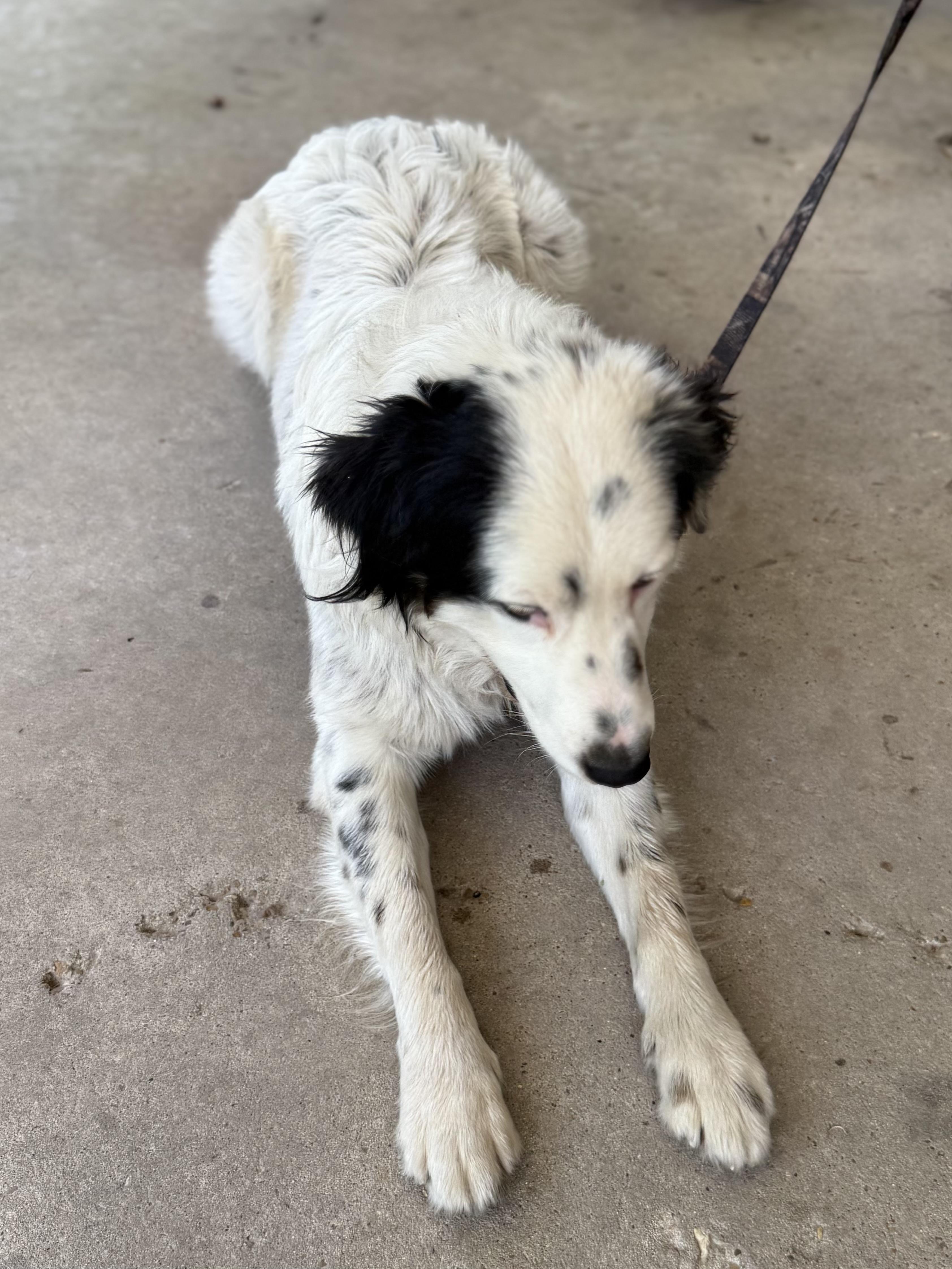 Enlarge Creed, a ADOPTABLE Australian Shepherd in Baker, LA image 4/6