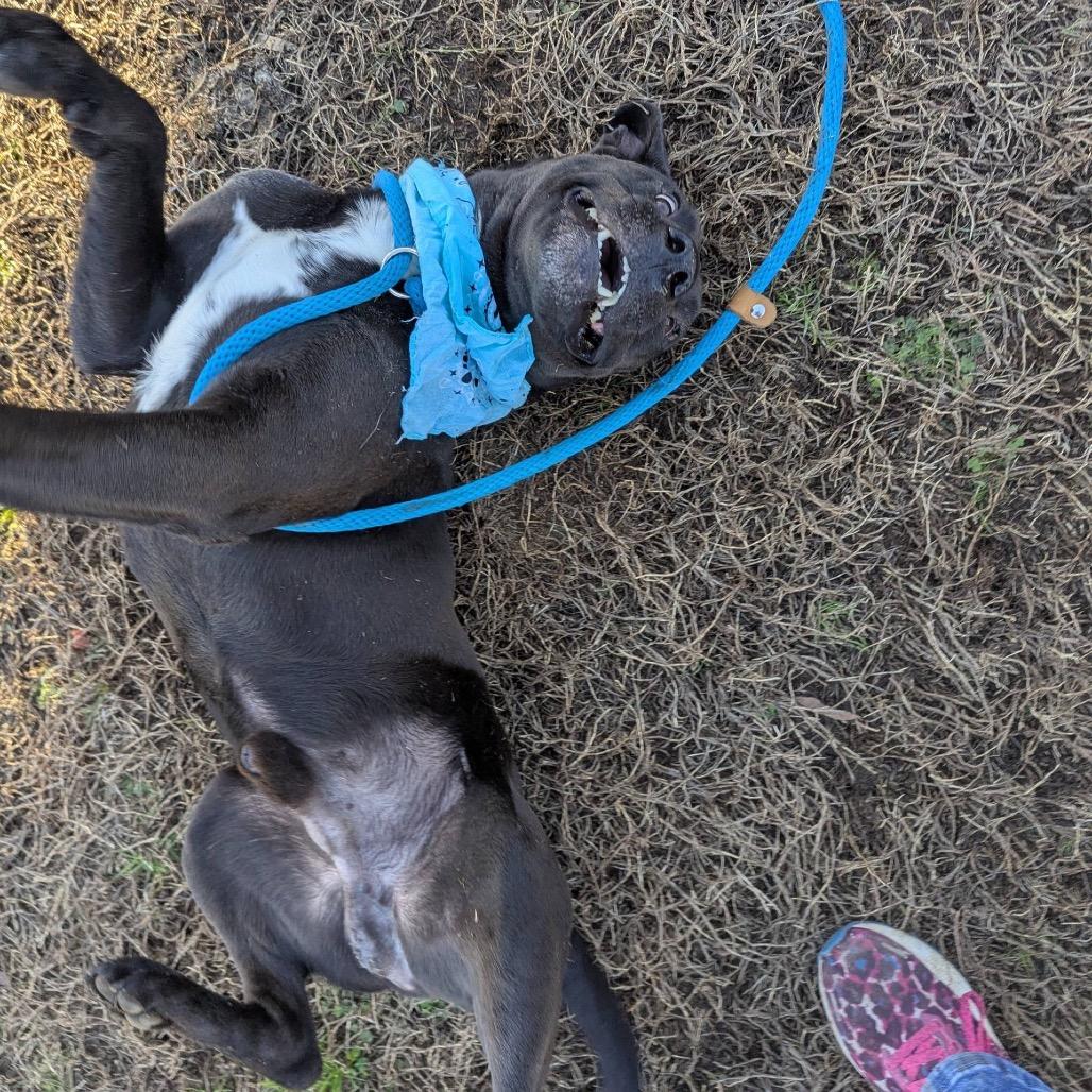 Buddy Sr.- Adoption Fee Sponsored( In Hiking Buddies), Adoptable, Adult Male Mixed Breed.