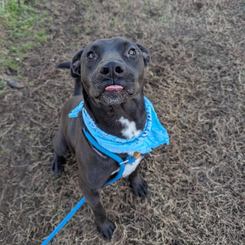 Enlarge Buddy Sr.- Adoption Fee Sponsored( In Hiking Buddies), a Adoptable Mixed Breed in Columbiana, AL image 2/6