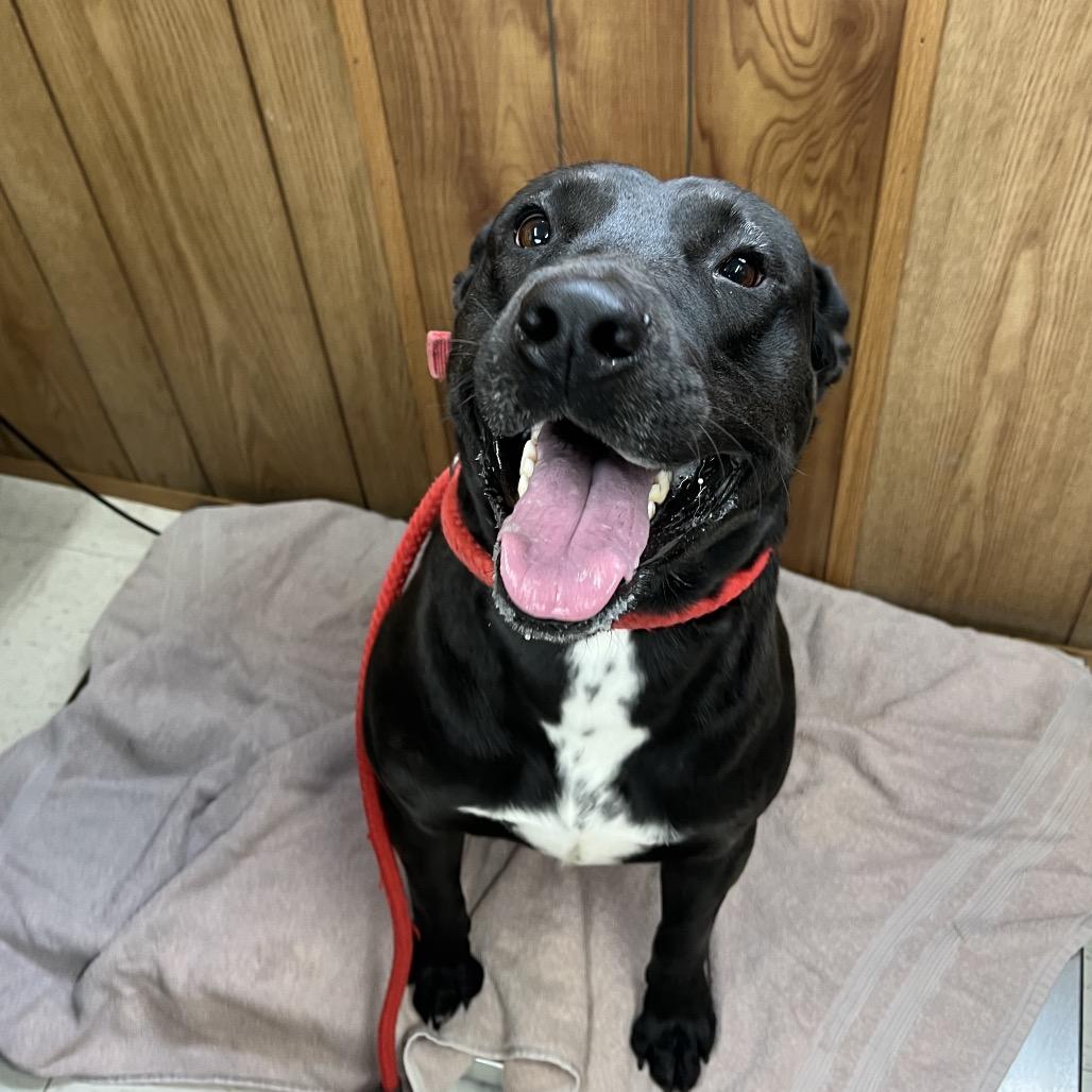 Enlarge Buddy Sr.- Adoption Fee Sponsored( In Hiking Buddies), a Adoptable Mixed Breed in Columbiana, AL image 3/6