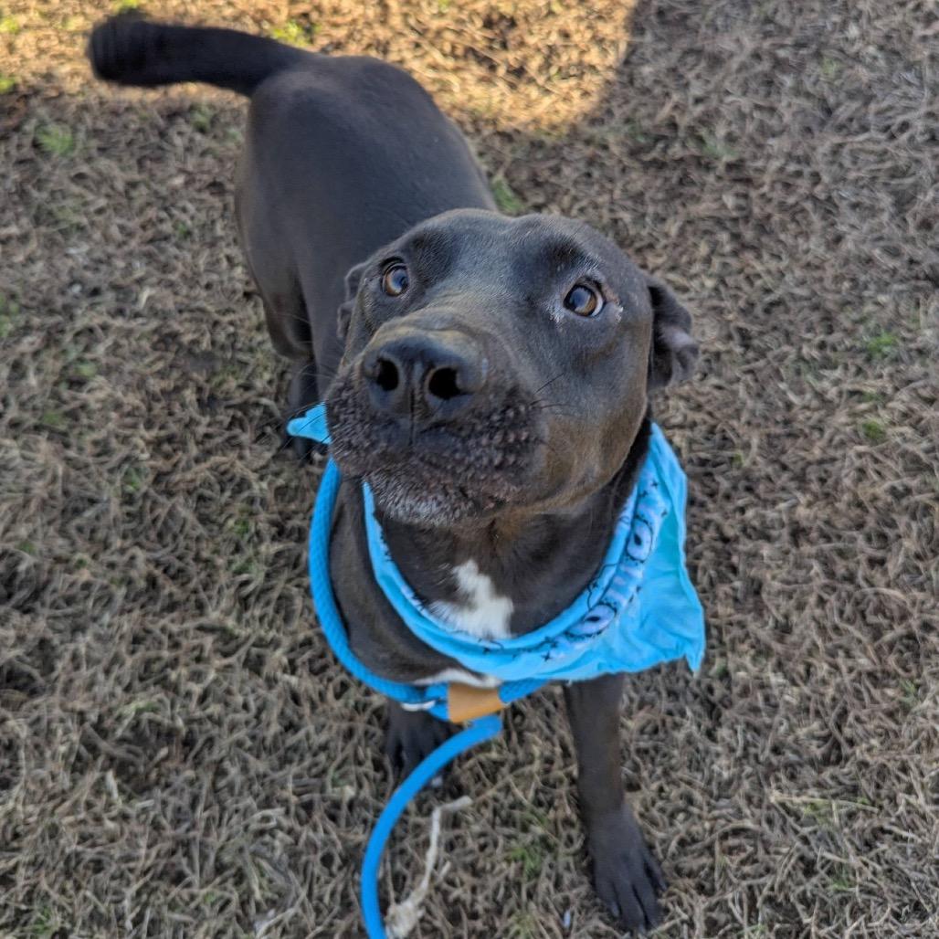 Enlarge Buddy Sr.- Adoption Fee Sponsored( In Hiking Buddies), a Adoptable Mixed Breed in Columbiana, AL image 5/6