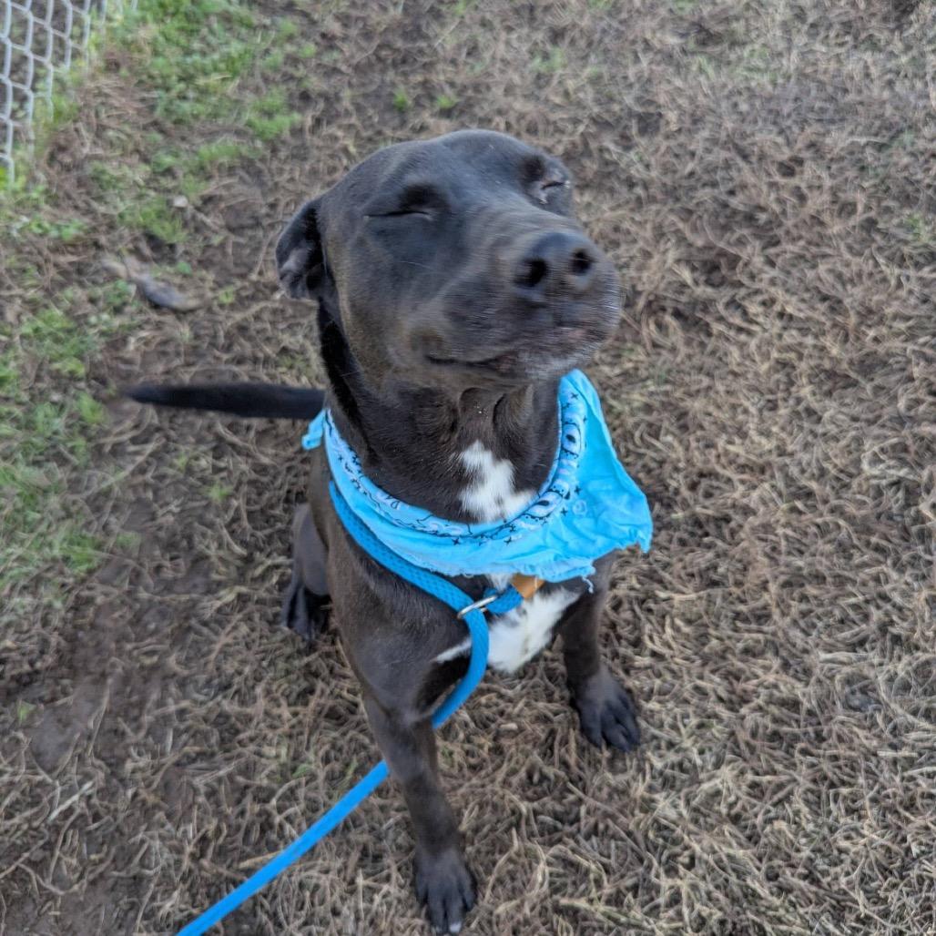 Enlarge Buddy Sr.- Adoption Fee Sponsored( In Hiking Buddies), a Adoptable Mixed Breed in Columbiana, AL image 6/6