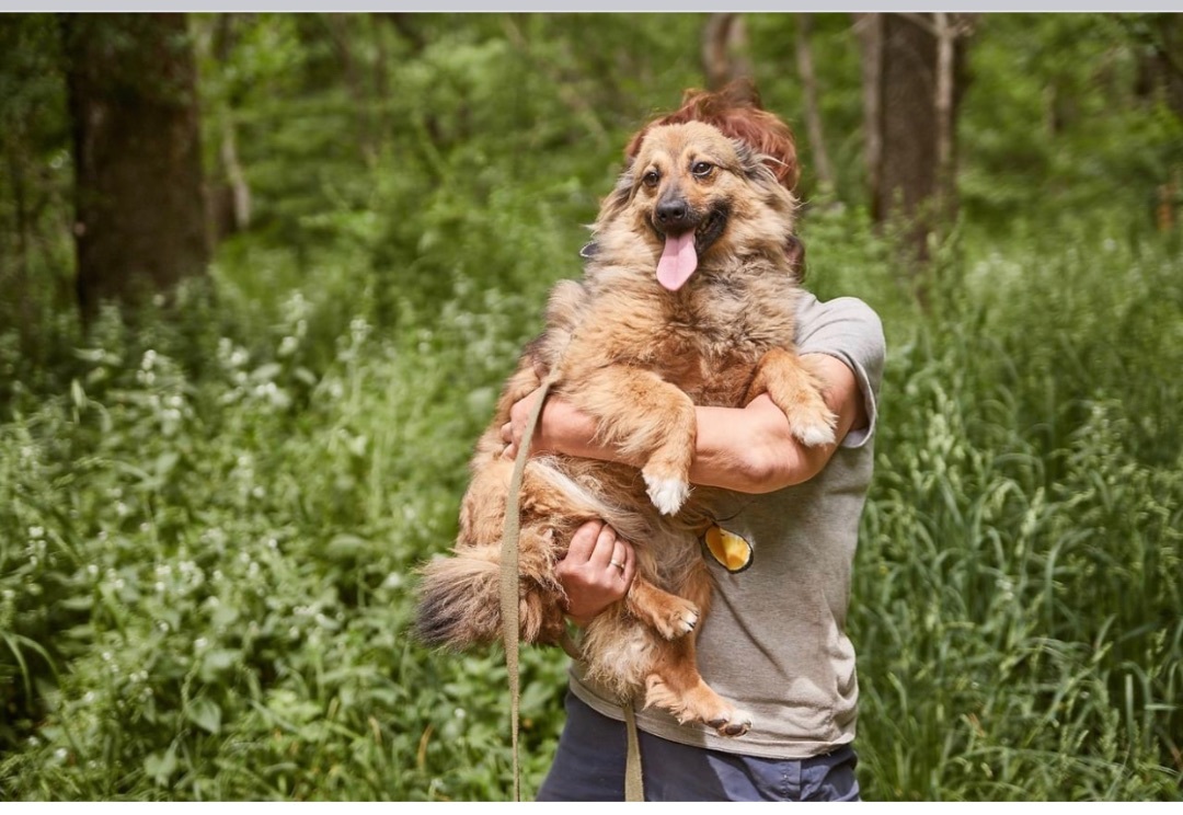 Geneva, a Adopted mixed breed in North York, ON image 2/6