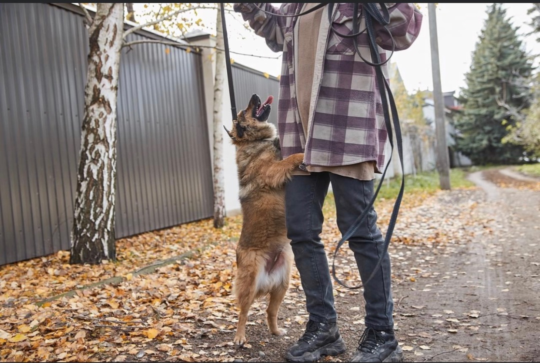 Geneva, a Adopted mixed breed in North York, ON image 3/6