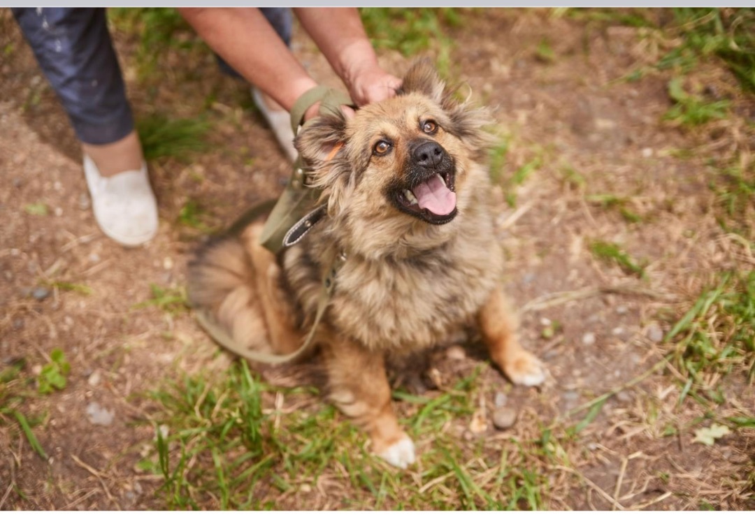 Geneva, a Adopted mixed breed in North York, ON image 4/6