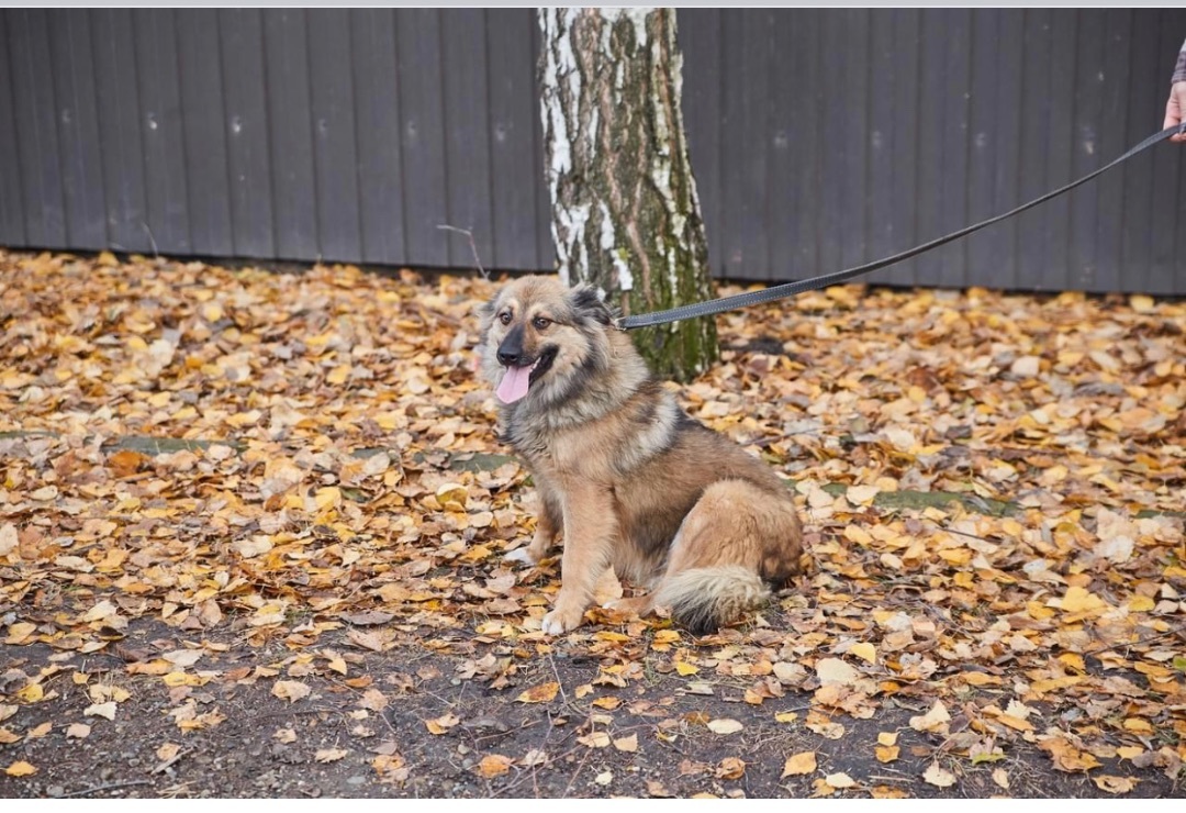 Geneva, a Adopted mixed breed in North York, ON image 5/6