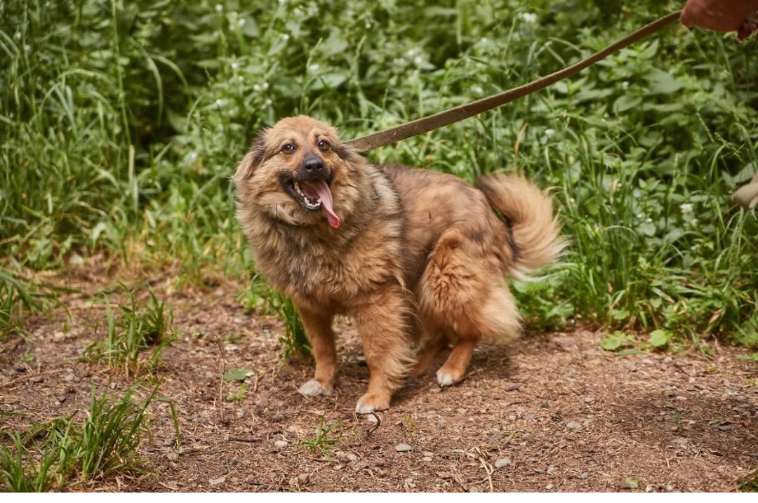 Geneva, a Adopted mixed breed in North York, ON image 6/6