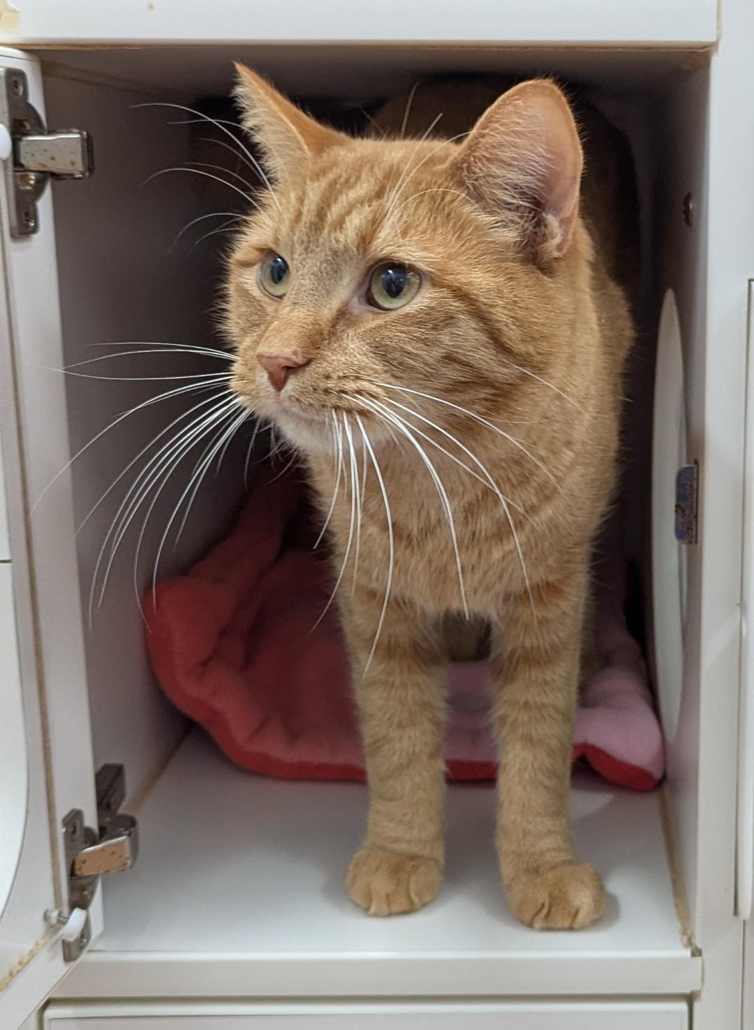 Jaxson, a ADOPTABLE Domestic Short Hair in Mount Vernon, OH image 2/2