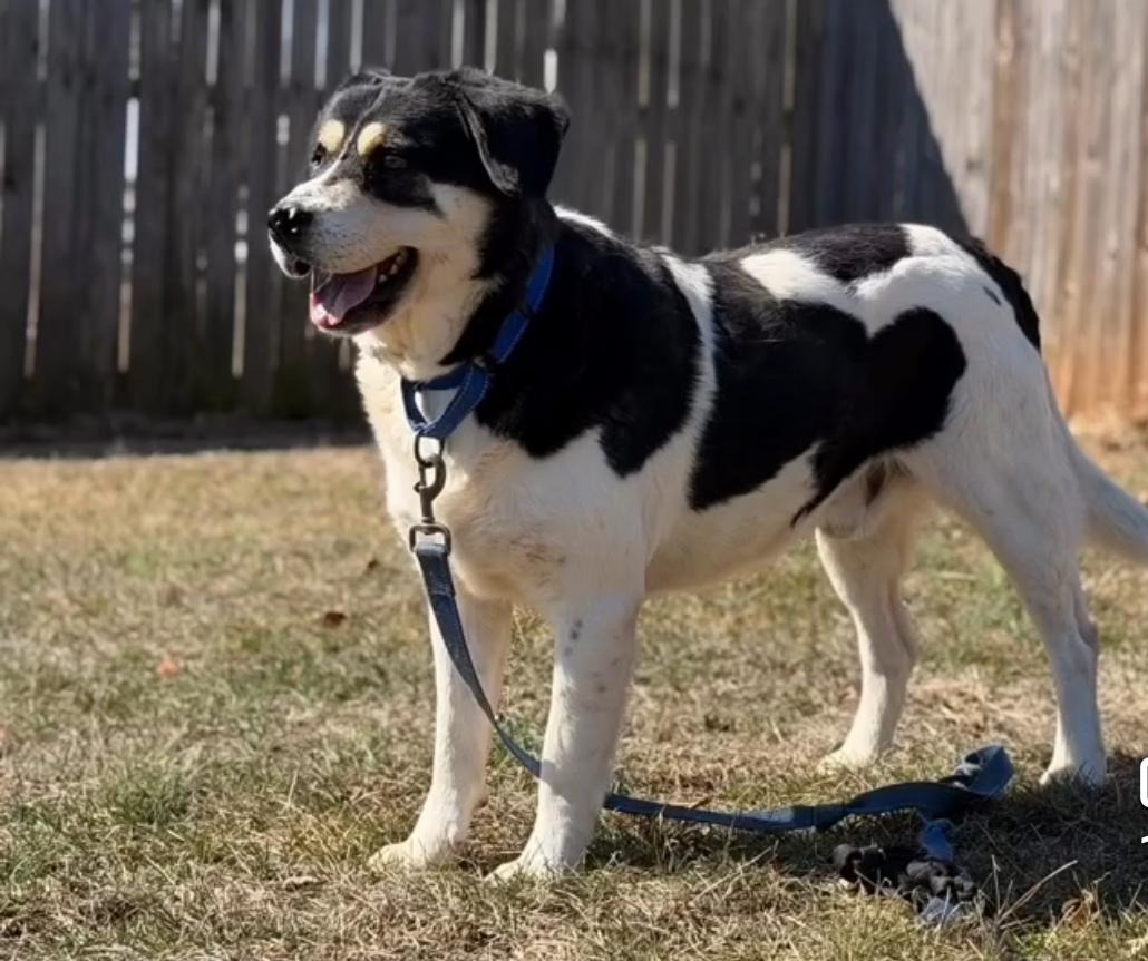 Vincent, a ADOPTABLE mixed breed in Catlett, VA image 2/5