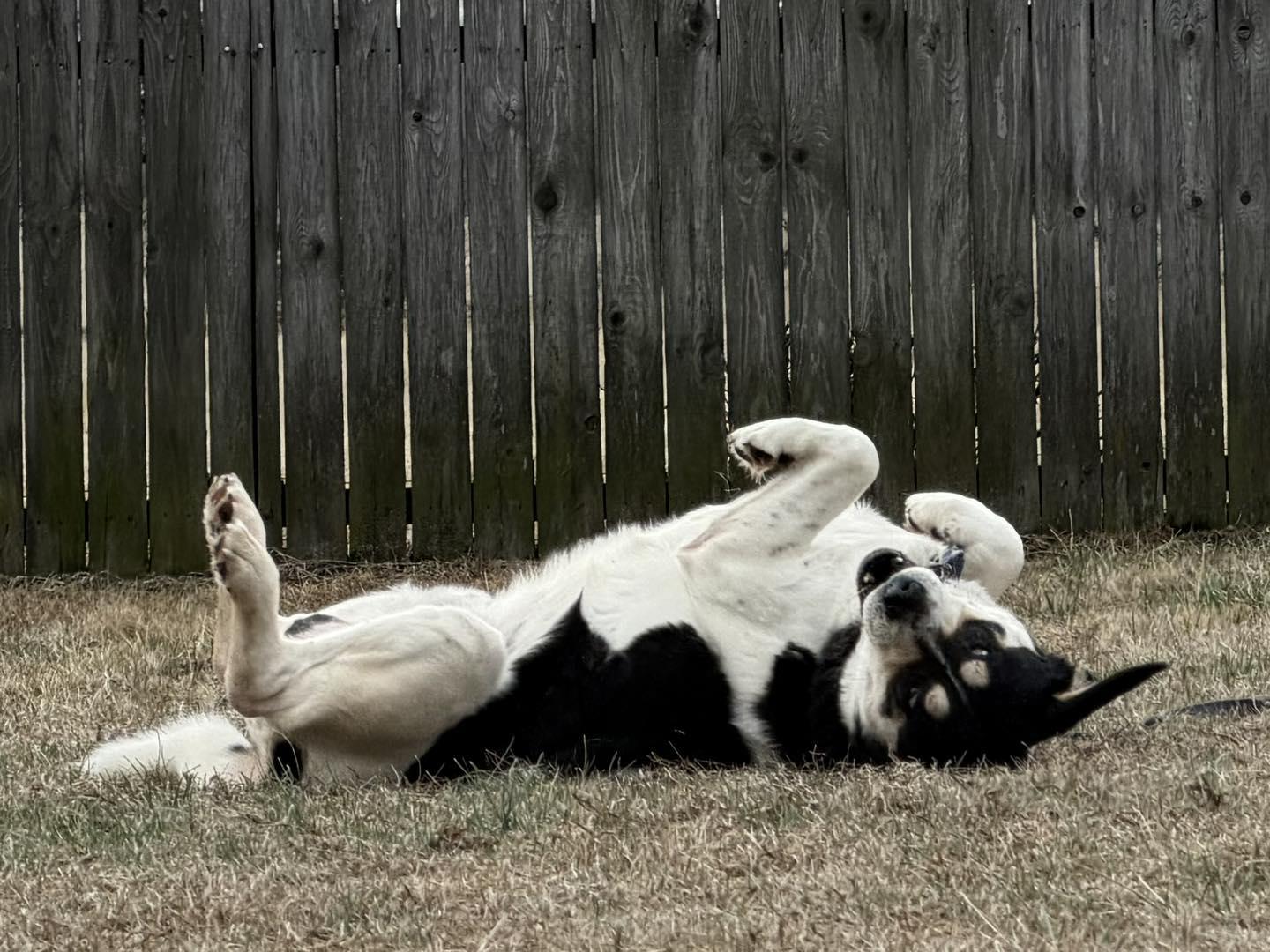 Vincent, ADOPTABLE, Adult Male Great Pyrenees.