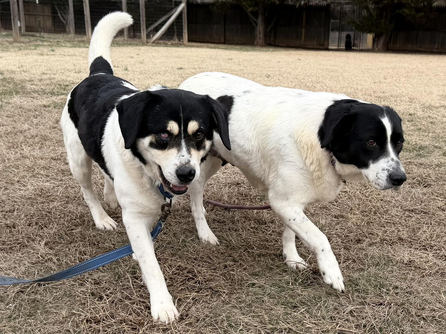 Vincent, a ADOPTABLE mixed breed in Catlett, VA image 4/5