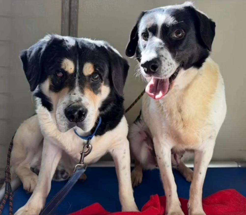 Vincent, a ADOPTABLE mixed breed in Catlett, VA image 5/5