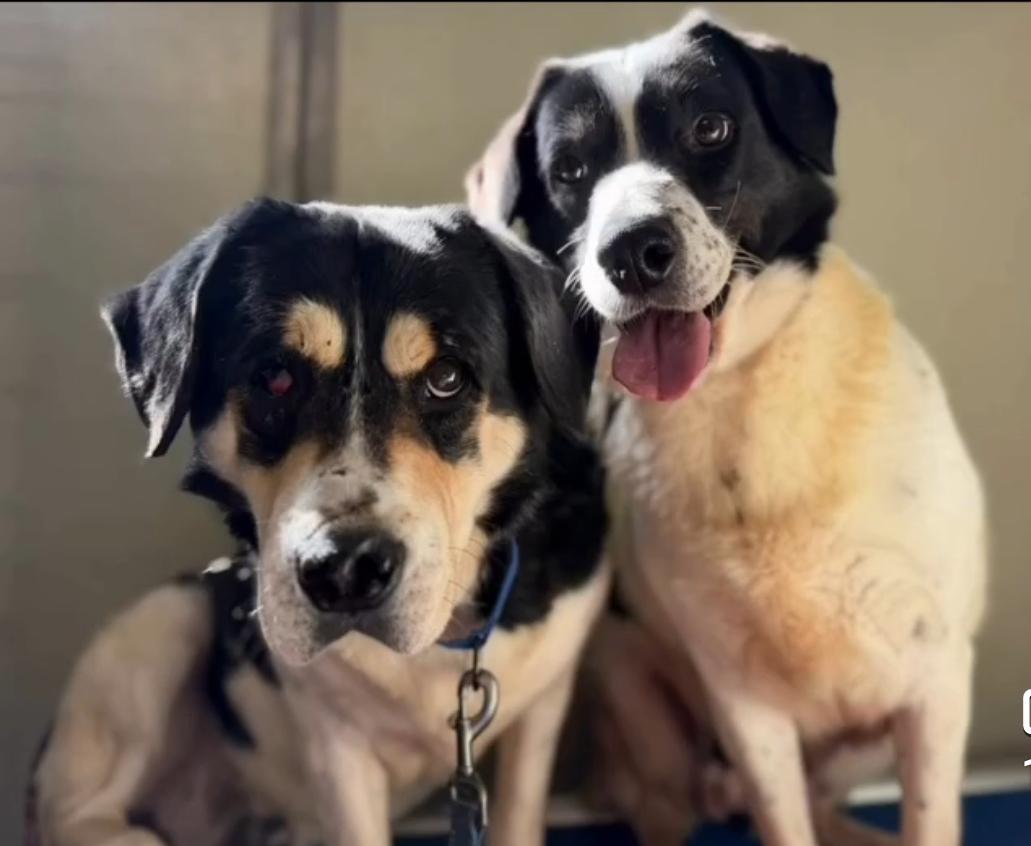 Vincent, a ADOPTABLE mixed breed in Catlett, VA image 3/5