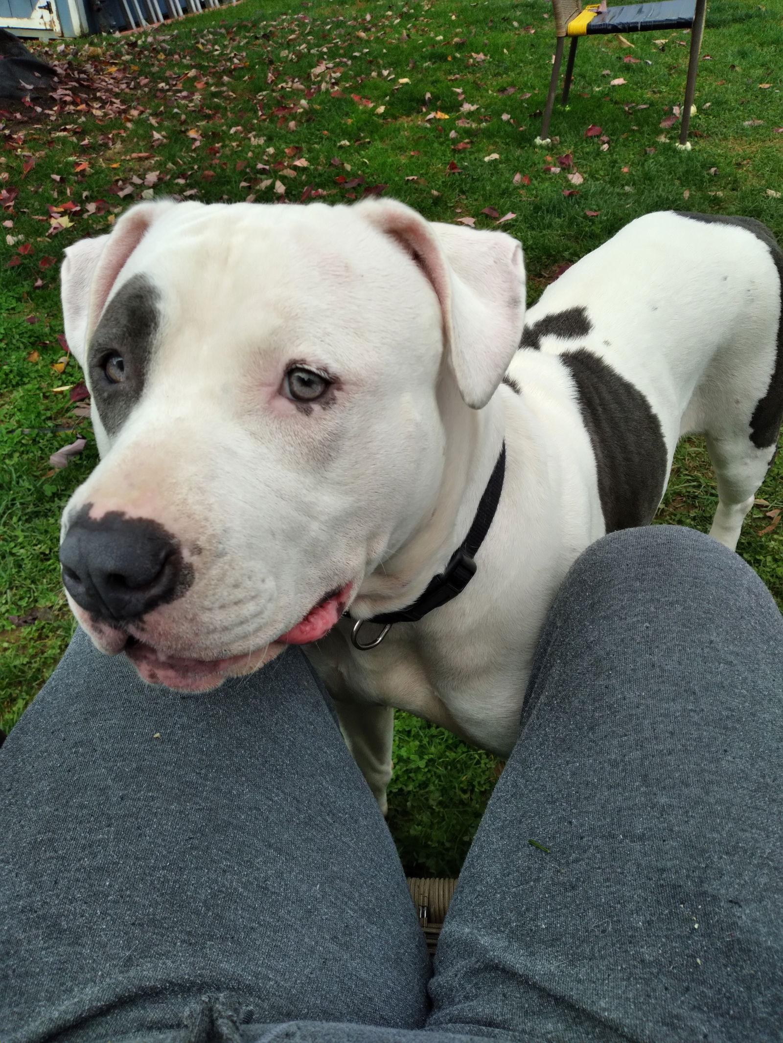 (KS Courtesy Post) Star, Adoptable, Adult Female Pit Bull Terrier.