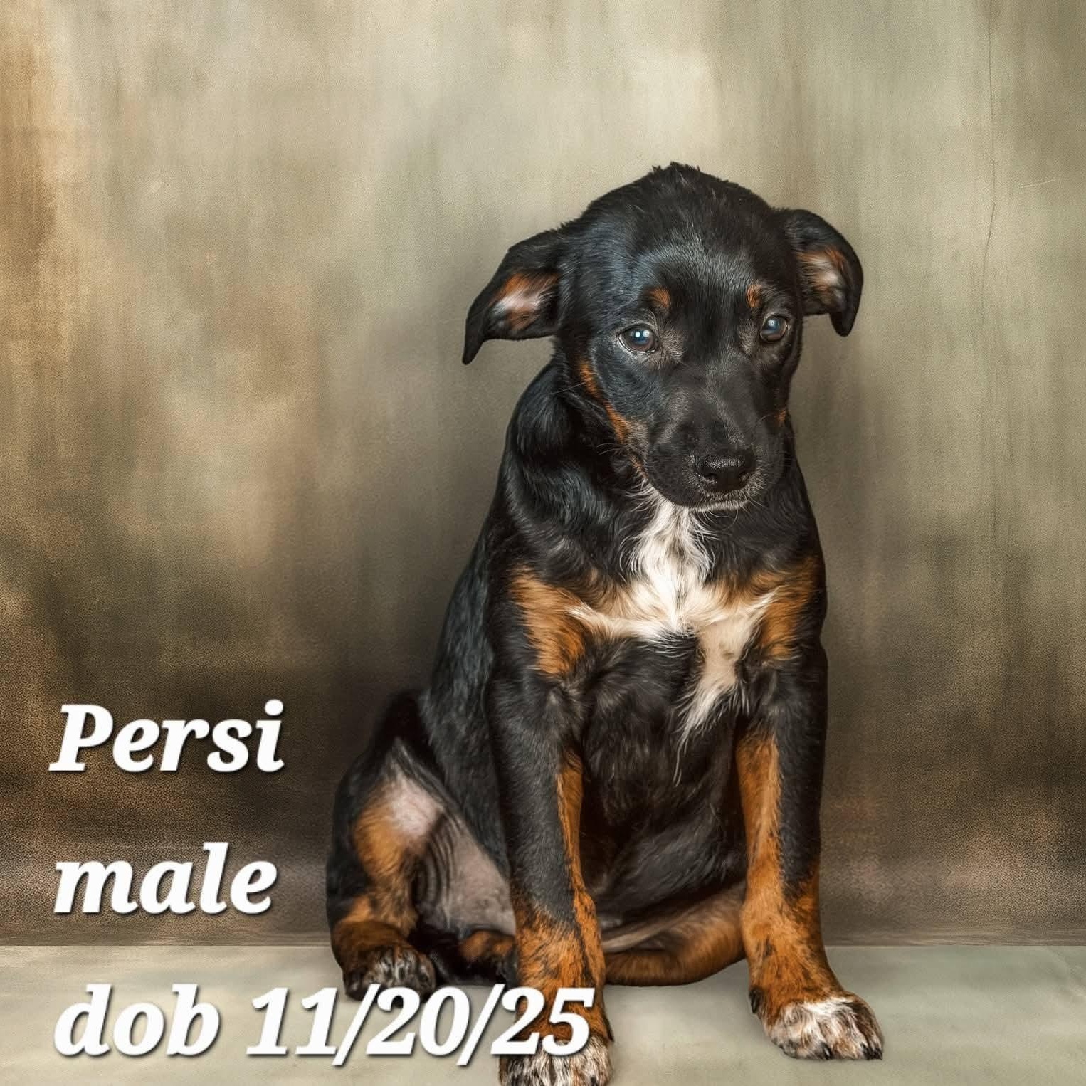 Enlarge Persi, a Adoptable mixed breed in Concord, CA image 1/2